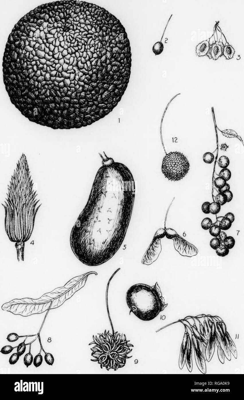 . Bulletin (Pennsylvania Abteilung der Forstwirtschaft), No. 11. Die Wälder und die Forstwirtschaft. . 7. 8. ! T. Es). 12. Platte X. OBSTSORTEN Osajic Oi-Iiii;;;;;;;;&lt; - (ti) iii | Miuii (l diuitii,' .. Hjirklicriy (a&lt; lni |"'), x'Aniciiciiii Töten) ((tiic - srcilcd saiiiiii'ai.si. "Riilip Baum (a liirlit Itrowii cuiic cuiuiH. Scd von Iiiiii: y carju 'ls), x u-r (il) au (a tloliy r breiige Irnit). x'Siiuar. Ma)&gt; Ic (paarig Samara i, x I. Wild I'. Mangel riicriy (a dnipti. x. Hasswuiid (a zur Präsentation - likr dni] M'). "Süß (Jiim (imilticapsiilai - liead), x!". rersiiimiuii (eine saftige lierryi, x&gt;.. Weiß Esche (samaras Stockfoto