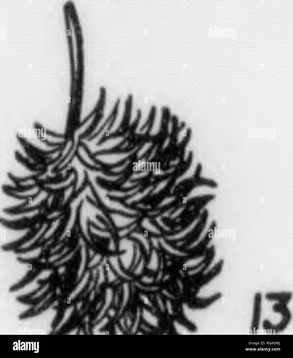 . Bulletin (Pennsylvania Abteilung der Forstwirtschaft), No. 11. Die Wälder und die Forstwirtschaft. ^m^. Bitte beachten Sie, dass diese Bilder sind von der gescannten Seite Bilder, die digital für die Lesbarkeit verbessert haben mögen - Färbung und Aussehen dieser Abbildungen können nicht perfekt dem Original ähneln. extrahiert. Pennsylvania. Abt. der Forstwirtschaft. Harrisburg, Pa.: Die Abteilung: WM. Stanley Ray, Drucker von Pennsylvania Stockfoto