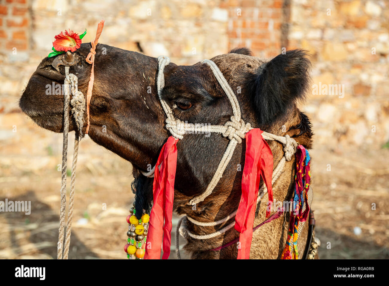 Kamel, Jaipur, Rajasthan, Indien Stockfoto