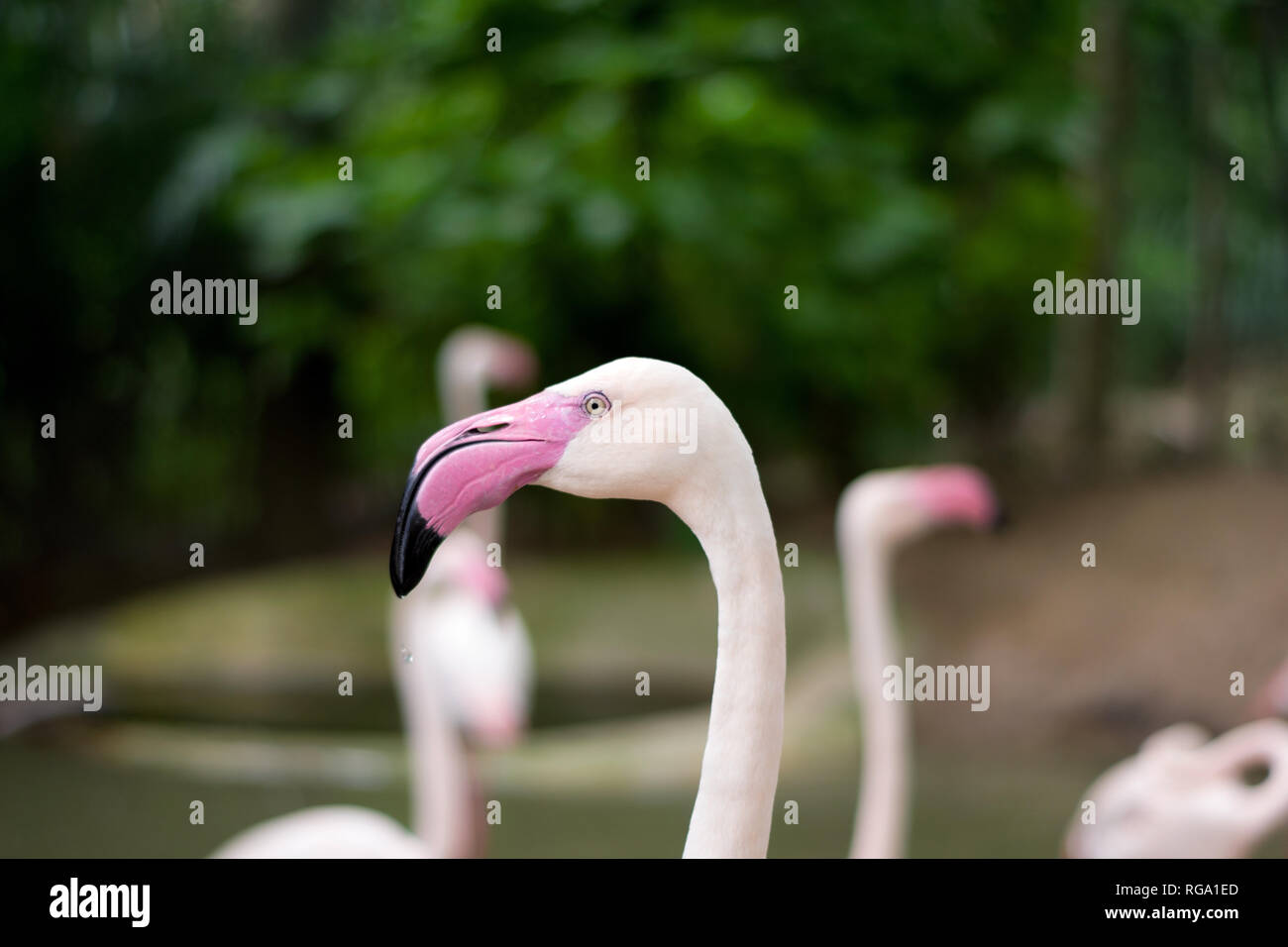 Close up Fotografie von einem rosa Flamingo Vogel Stockfoto