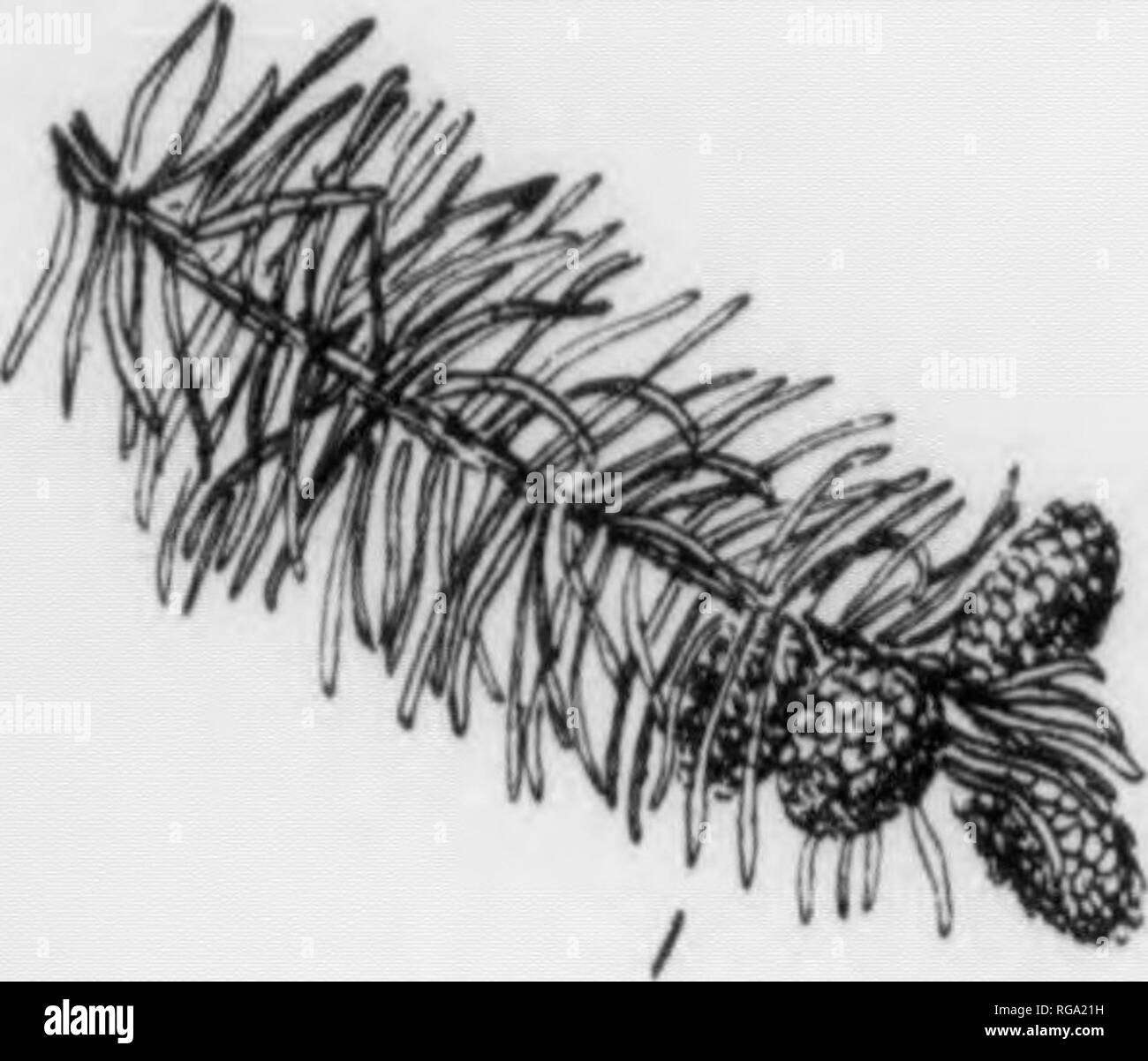 . Bulletin (Pennsylvania Abteilung der Forstwirtschaft), No. 11. Wälder und Forstwirtschaft. t'I I 82 FICHTEN. Picea Abies, (Linnaeus) Karsten. FOKM - einen großen Baum in der Regel erreichen eine Höhe oi 50-80 ft. mit einem Durchmesser von 2 Fuß, kann aber eine Höhe von 125 ft erreichen. mit einem Durchmesser von 3 m. Trunk gerade, kontinuierliche, verjüngt sich leicht, und manchmal frei von seitenzweige Für eine beträchtliche Entfernung von der Basisstation. Krone weniger akut pyramidenförmigen als unsere einheimischen Arten. Rinde - Auf alten Trunks aufgeraut mit grossen, eher dick rötlich-braunen Waagen; auf jüngere Stämme die Skalen sind dünner und schließen Stockfoto