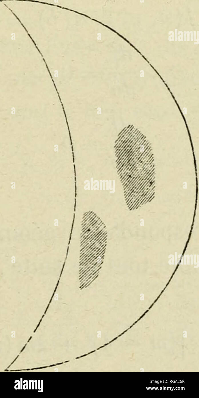 . Bulletins de l'Académie royale des Sciences, des Lettres et des beaux-arts de Belgique. Gelernt, Institutionen und Gesellschaften; Wissenschaft. isolé, plus éloigné, près de La Corne australe. Jamais nous n'avons observé Vénus aussi distinctement; malheureuse- ment, j'ai oublié d'annoter l'heure. Août 30. 7 heures du Matin, Planète très-Nette. Grand diamètre 51". 8. Largeur de la Partie éclairée, 13". 6. Deux grandes Haken sombres sur la Planète (Abb. 6). Abb. 6.. Bitte beachten Sie, dass diese Bilder aus gescannten Seite Bilder, die digital für die Lesbarkeit erhöht worden sein können extrahiert werden - Col Stockfoto