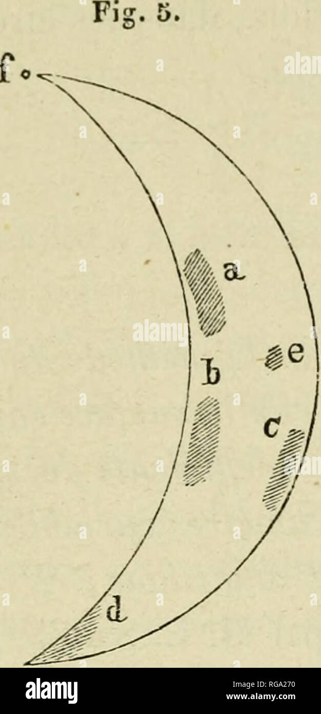 . Bulletins de l'Académie royale des Sciences, des Lettres et des beaux-arts de Belgique. Gelernt, Institutionen und Gesellschaften; Wissenschaft. (25) Août 20. Auf encore Quatre taclies et le point beobachten. isolé, plus éloigné, près de La Corne australe. Jamais nous n'avons observé Vénus aussi distinctement; malheureuse- ment, j'ai oublié d'annoter l'heure. Août 30. 7 heures du Matin, Planète très-Nette. Grand diamètre 51". 8. Largeur de la Partie éclairée, 13". 6. Deux grandes Haken sombres sur la Planète (Abb. 6). Abb. 6.. Bitte beachten Sie, dass diese Bilder aus gescannten Seite imag extrahiert werden Stockfoto