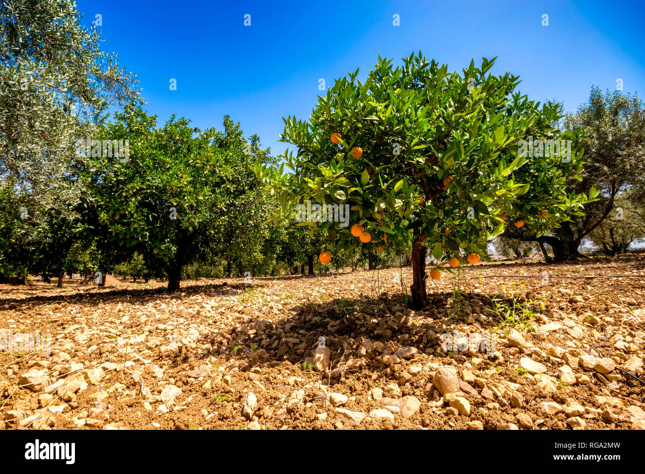 Spanien, Andalusien, Málaga, Mondrón, Orange (Citrus sinensis) Baum im Orchard Stockfoto