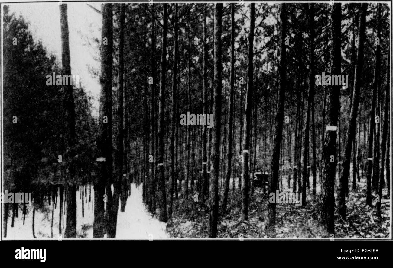 . Bulletin (Pennsylvania Abteilung der Wälder und Gewässer), No. 46-50. Wälder und Forstwirtschaft. mentation und Patienten Forschung am Mont Alto Kindergarten hat bnil" ein Organ der Erkenntnis, dass die wachsende Wald Baum-sämlingen und Transplantationen aus dem Reich der Vermutung w^Ork getroffen hat, und legte es auf einer soliden wirtschaftlichen Grundlage su}) durch wissenschaftliche Erkenntnisse portiert. Was hat b^en accomi) herausgab, ist wenig im Vergleich mit w'Hut 800-1050 werden - plished in den Jahren, die vor uns stehen, wenn vorhanden Pläne vorgetragen werden. Die primäre Funktion von dieser Kindergarten weiterhin die Produktion von erstklassigen Kindergarten st. Stockfoto