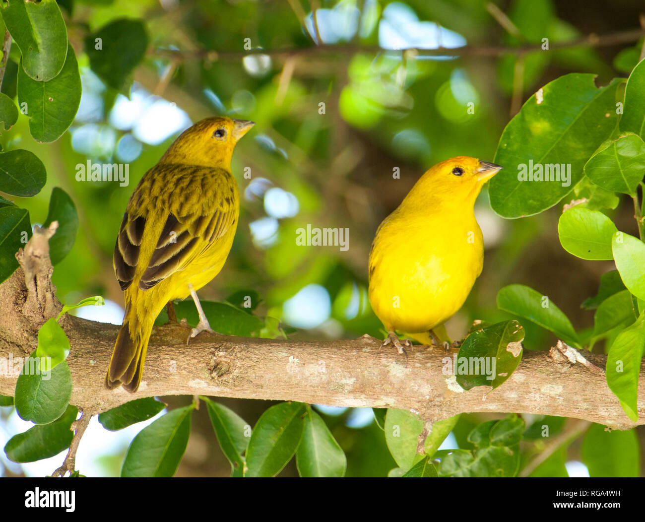 Atlantik Kanarische, einem kleinen brasilianischen Wild Bird. Stockfoto