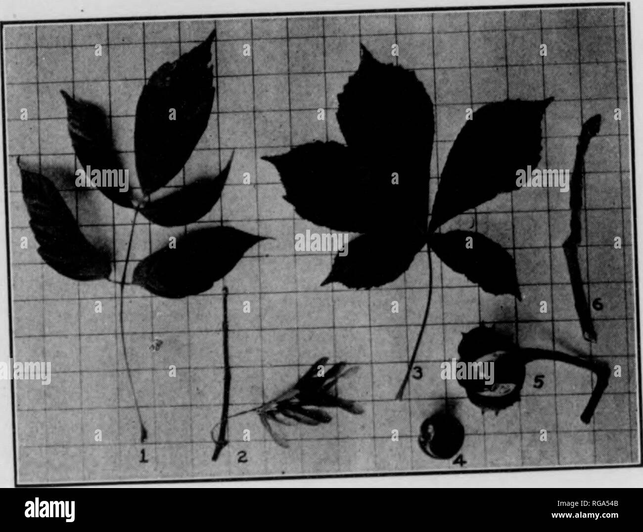 . Bulletin (Pennsylvania Abteilung der Wälder und Gewässer), No. 33-35. Die Wälder und die Forstwirtschaft. 80 Gefunden auf kühle, steinigen Boden; "P 30" groß, in der Regel 10 oder weniger, 193 gestreifte Ahorn, - Acer pennsylvanicum, L. gestreift. Blätter 3-lappig.. Abbildung 24 Asii--L^ vvED AHORN. 1. Blatt. 2. Winter Zweig mit Cluster von Seed Keys^ Haus Kastanie. 3. Blatt der kleinen Größe 4. Mutter. o. De-hiscing bur oder Schale. 0. iwig 194. Ash-leaved Ahorn oder Box Elder, - Acer Negun-do, L. Tiviffs violett bis Grün, oft blass glaucous, umgeben von^ Knospen kurz Gestielten, ohtuse - ovoia, ^^"f^j;;;;;;;; f ^^;^.^.^^.^ e-Blätter 3- oder 5-plnnate comiwund Stockfoto