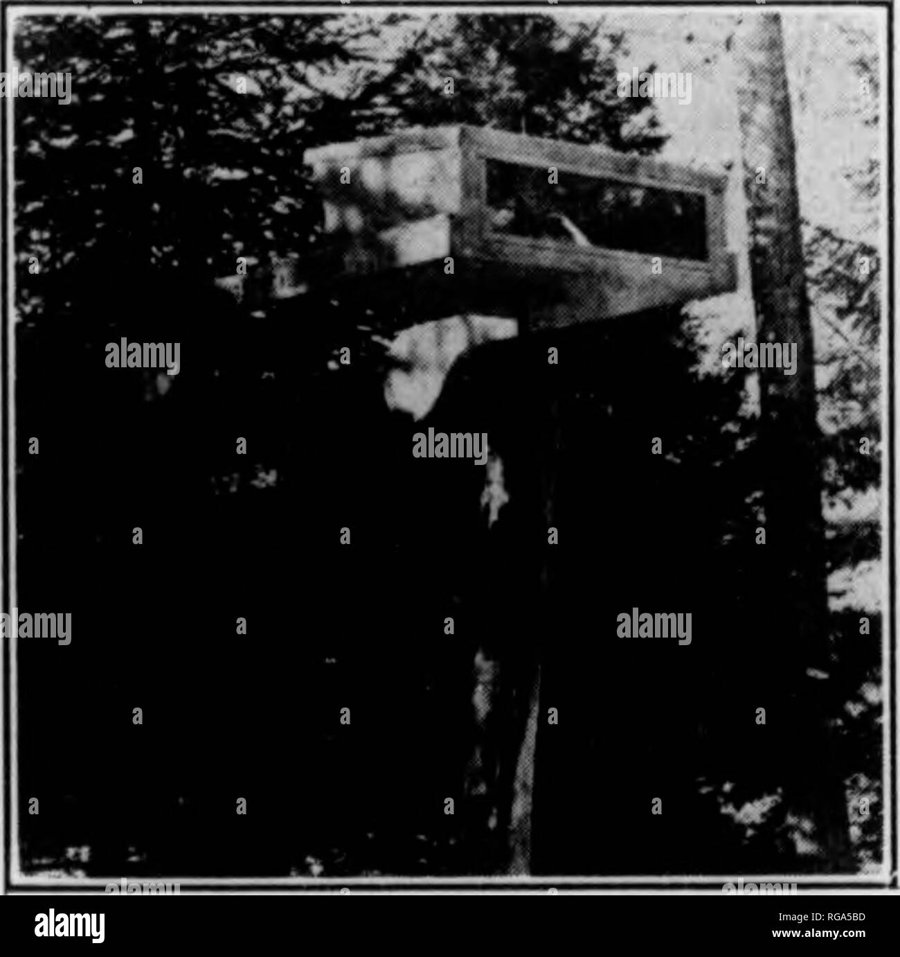 . Bulletin (Pennsylvania Game Commision), No. 9. Spiel Schutz; Vögel. I1 34 Mit allen Mitteln sollte verwendet werden, um die Fütterung - Station in einem Ort, der nicht speziell auf eine Katze von Vorteil sein zu situieren, für Katzen im Winter Bewegungen der Vögel sehr genau beobachten. Englisch Spatzen sind manchmal so zahlreich auf der Winter-ing-station, sie sind ein Ärgernis. Obwohl ein Regal, auf Federn wie Sparrow - Nachweis vorgeschlagen wurde, habe ich nicht ausgeprägt Erfolg mit meinem eigenen Experimente in Ihnen so dabei hatte. Wenn Englisch die Spatzen sind zu zahlreich, um sie erschossen werden oder in einer Falle gefangen werden. Stockfoto