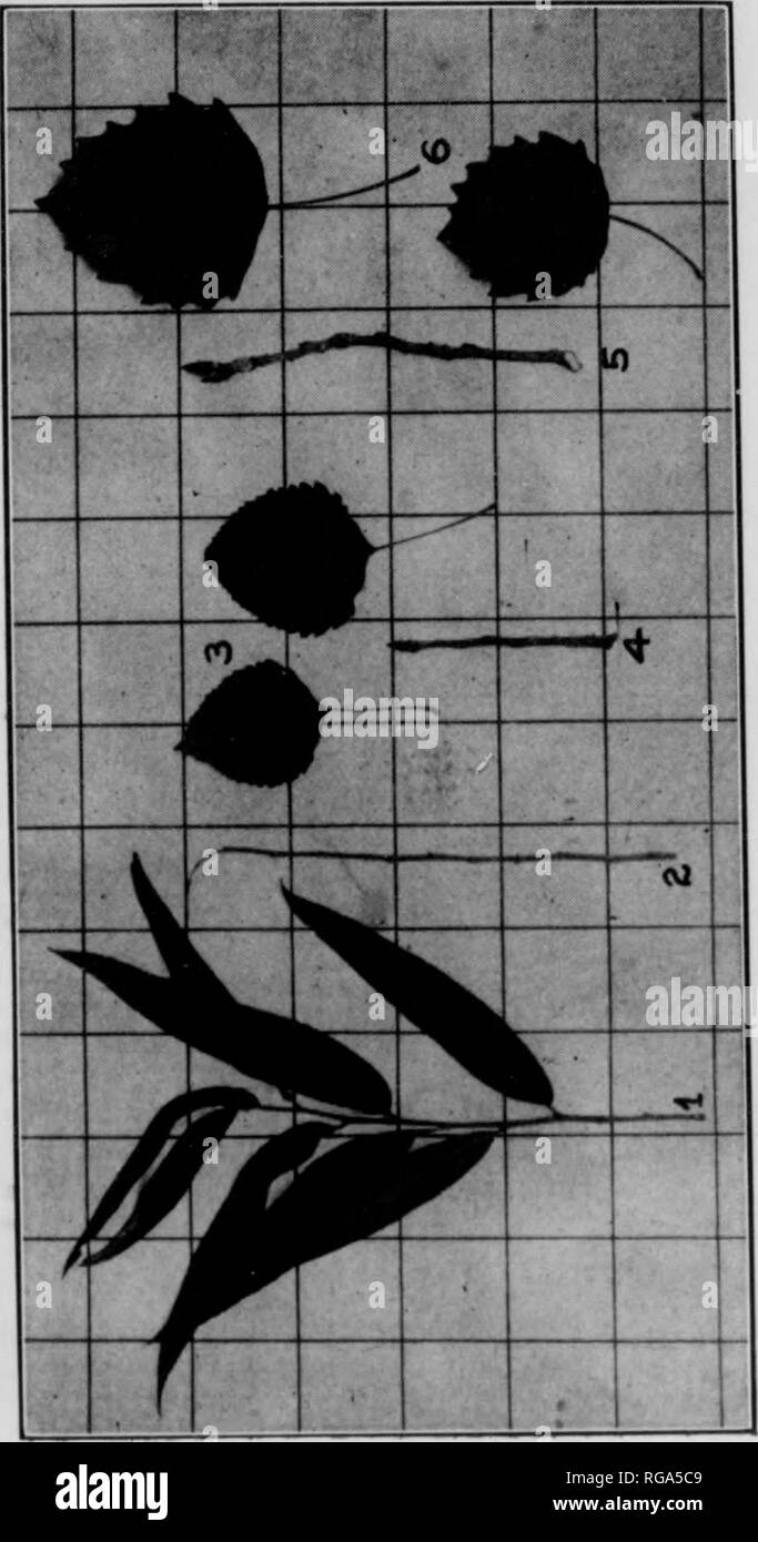 . Bulletin (Pennsylvania Abteilung der Wälder und Gewässer), No. 33-35. Die Wälder und die Forstwirtschaft. 32. u d^03 bi) 0) M B £" 0 CO tew S H^o'-^" £ M C? Ca2o 33 WEIDEN, - SALIX, (Tourn.) L. in der Regel schmal und kurz verlässt. Buds 1 - skaliert; Terminalknospe abwesend. Bäume und Sträucher; in der Regel schlechte Form; mit feuchten Lebensräume verbunden. 46. Schwarze Weide - Salix nigra, Marsh. Schmale Blätter-Lanzettlichen - dämpfen, glatt und hell grün, wenn voll entwickelt. Persistente i-oval Nebenblattes, oder manchmal klein, eiförmig, bald Laub. Knospen conirnl - Akute. Reisig fein, spröde, viele Laubbäume. Rinde dunkel, Dee Stockfoto