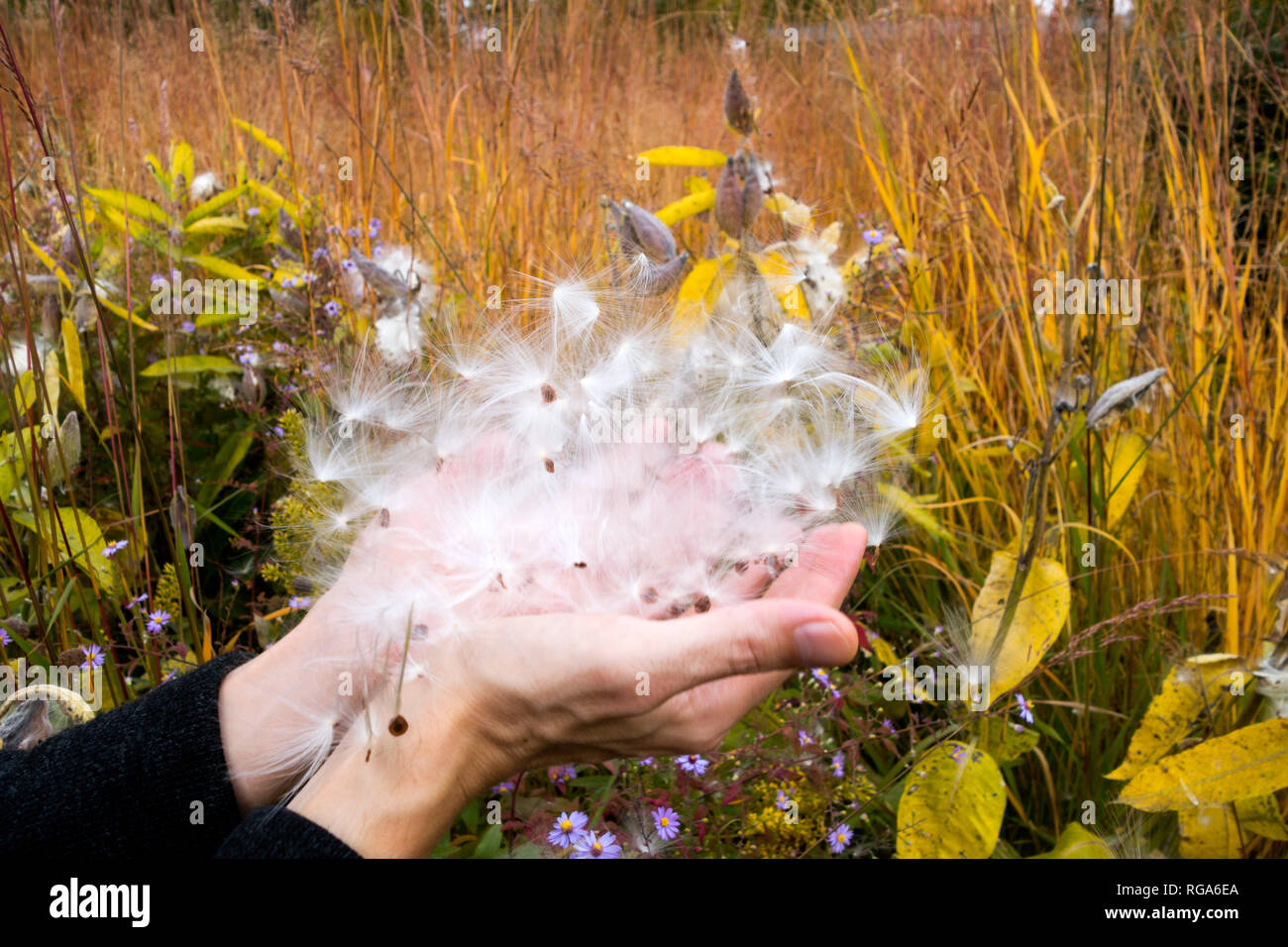 Deutschland, Hände von Mann mit Saatgut von auffälligen Milkweed in botanischen Garten im Herbst Stockfoto