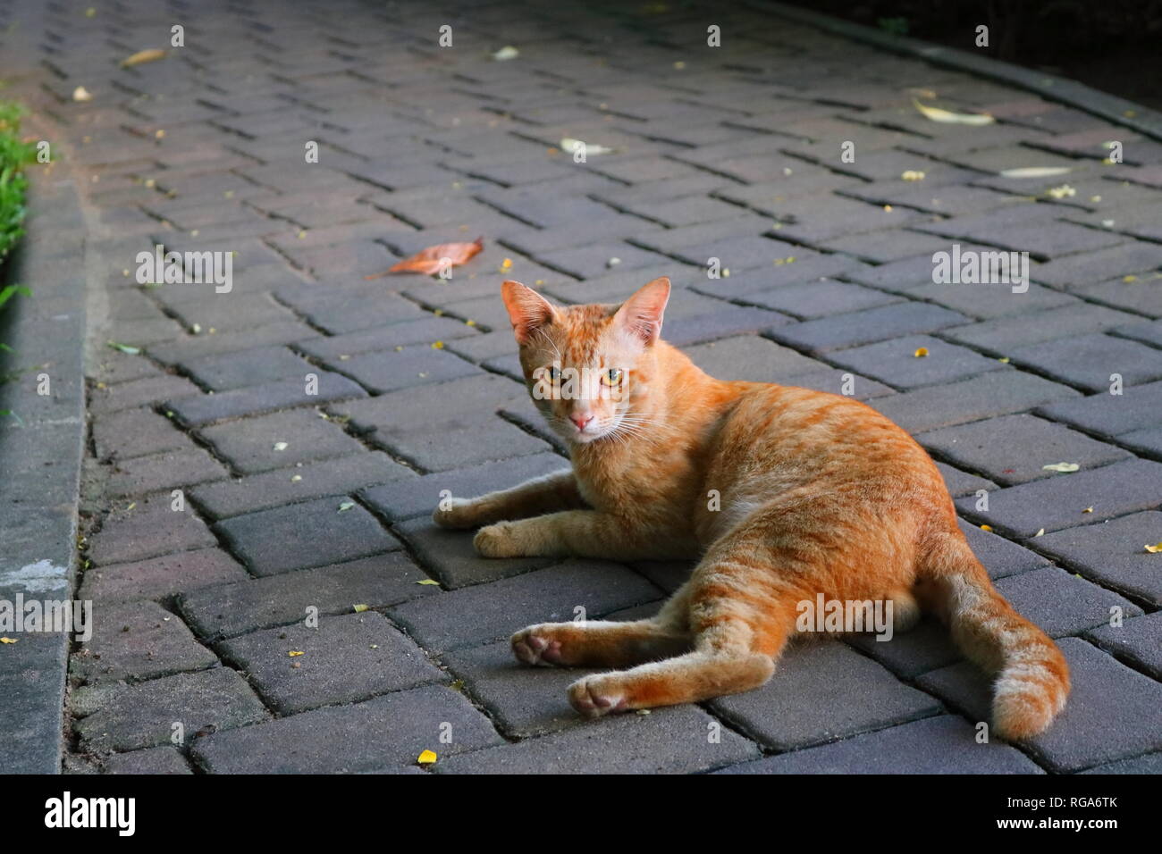 Nahaufnahme Gesicht von Ingwer Katze liegend auf Bürgersteig in die Kamera schaut Stockfoto