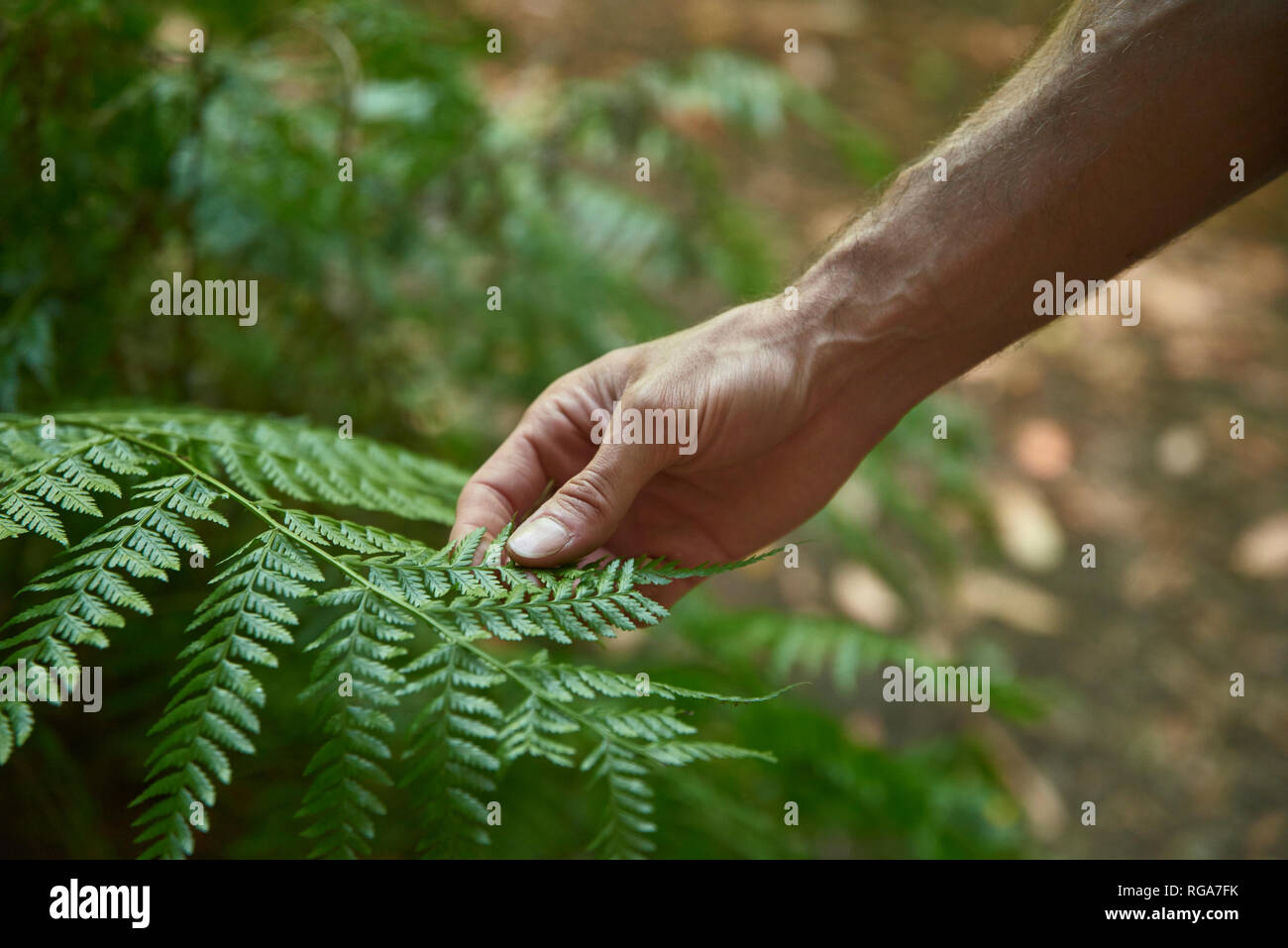 Spanien, Kanarische Inseln, La Palma, Nahaufnahme einer Hand berühren, grünen Wald fern Blatt Stockfoto