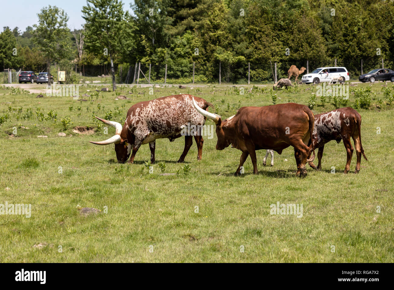 Parc Safari in Leimen, Quebec, Kanada, 10. Juni 2018: Die Ankole-Watusi Rinder fressen Gras; hier können Touristen in ihren eigenen Fahrzeugen Fahrt nach ob Stockfoto