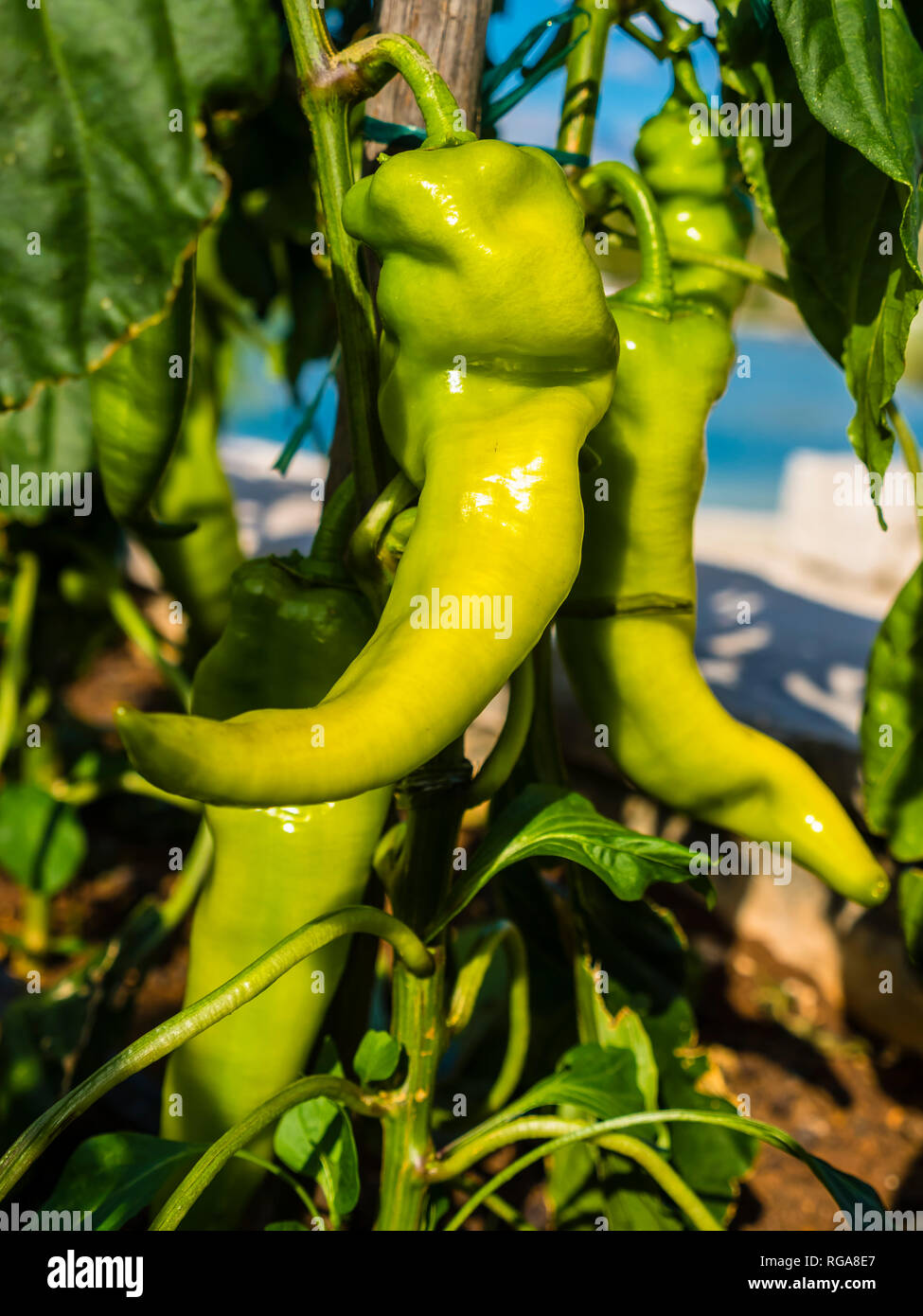 Kroatien, Damlatia, Insel Brac, Povlja, grüner Chili Stockfoto