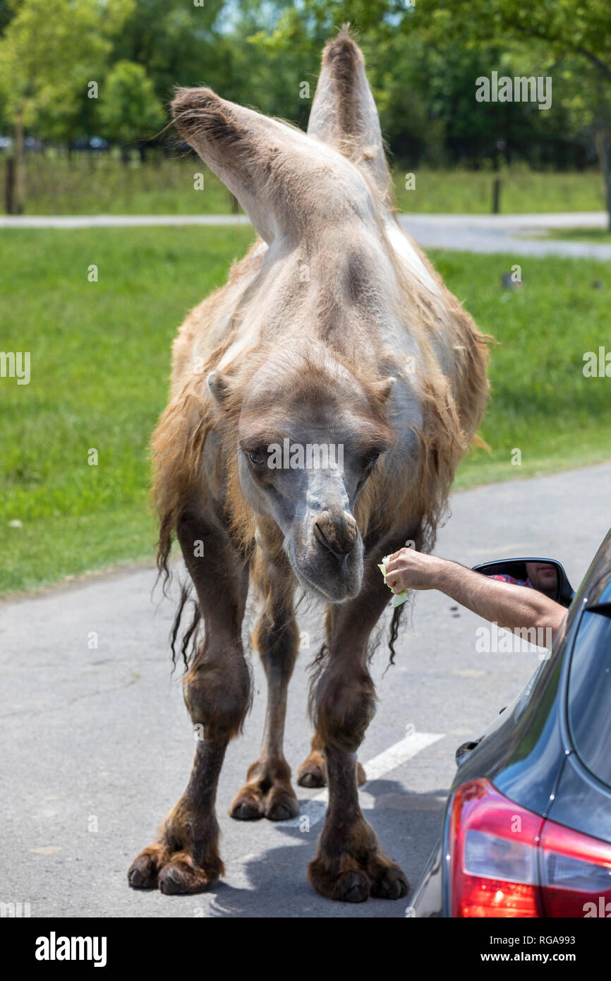 Parc Safari, Leimen, Quebec, Kanada, 10. Juni 2018: Bactrian camel Wandern rund um Autos im Zoo Stockfoto