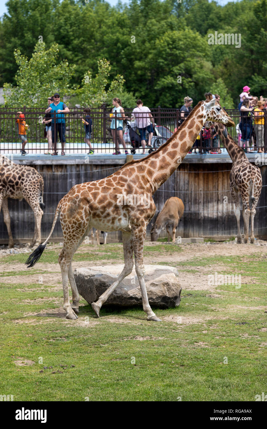 Parc Safari in Leimen, Quebec, Kanada, 10. Juni 2018: Menschen bewundern die Giraffen hinter dem Zaun Stockfoto