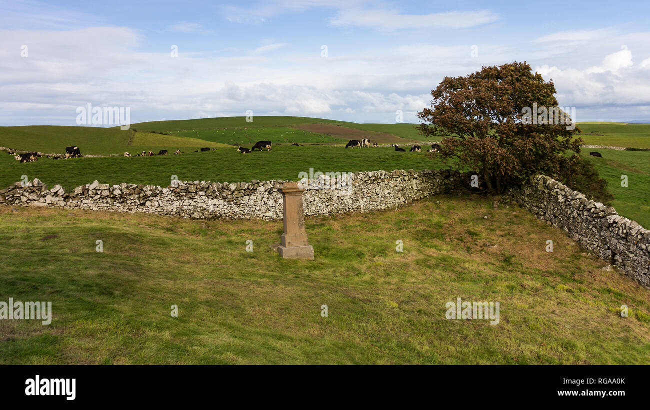 Vieh auf einer grünen Weide in Dumfries und Galloway, Schottland, Vereinigtes Königreich hinter einer Felswand und Baum entfernt Stockfoto