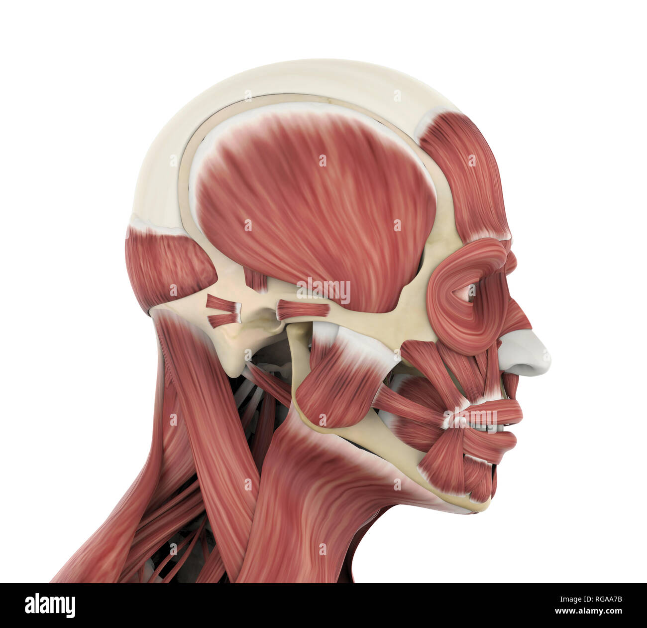 Die Gesichtsmuskeln Anatomie Stockfoto