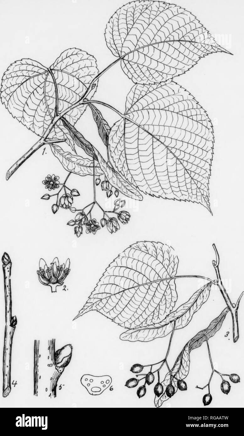 . Bulletin (Pennsylvania Abteilung der Forstwirtschaft), No. 11. Die Wälder und die Forstwirtschaft. 202 Linde. Tilia americana, Linnaeus. Familie und Gattung Beschreibung - Die Linden Familie. Tiliaceae umfasst rund Michaux in Lindenholz (Tilla Michauxli Nutt.) ist sehr selten in diesem Zustand. Seine^^^^^ J''^^^ J^^ LX pubertierenden und grau-grün unter und blumigen Hüllblätter""""" y.JJ ^^f f^^F,* f, Base sind unverwechselbar. Die baric der Zweige ist in der Regel glatter und leichter als die 2 anderen heimischen Arten. rORM - einen großen Baum in der Regel erreichen eine Höhe von 60 bis 70" • ^.^ " *^* y,,;: j^% ::,^. f^, ^ Stockfoto