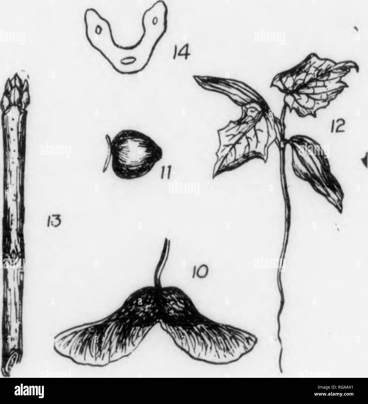 . Bulletin (Pennsylvania Abteilung der Forstwirtschaft), No. 11. Die Wälder und die Forstwirtschaft. Platte ex. Europäischer Ahorn. Bergahorn. 1 - eine Spitze von Blumen, x J.^. i'ranch mit Blättern und Früchten, x i. f ein Schlüssel von Obst, x|. * • Ein Samenkorn, in natürlicher Größe. 3 - Ein sämling, x}. ^- V winter Zweig, x J." • Blatt - Narbe, vergrößert. Spitzahorn. 8. Ein Cluster von Blumen, x J.9. Ast mit Blätter und Früchte, x}. Ein Schlüssel mit Obst, x}. Ein Samenkorn, in natürlicher Größe. Ein sämling, x}. Ein Winter Zweig, x J. ein Blatt - Narbe, vergrößert. 10, 11. 12. 13. 14.. Bitte beachten Sie, dass diese Bilder aus gescannten Seite Bilder, die wurden d Stockfoto