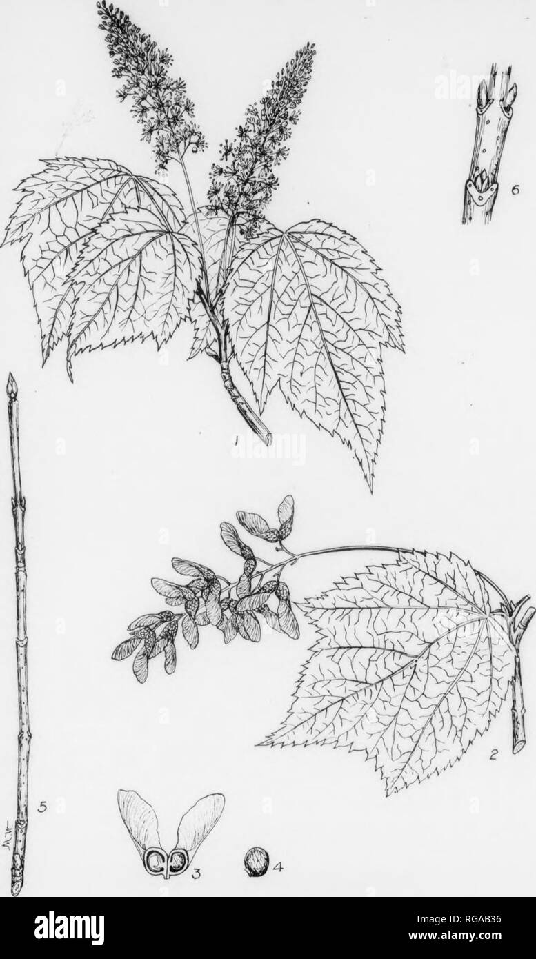 . Bulletin (Pennsylvania Abteilung der Forstwirtschaft), No. 11. Die Wälder und die Forstwirtschaft. Platte CV. Berg AHORN. 1. Ich'. iiiiKli mit inattirp Brote und zwei frect! Ich. Ein Samen, sliylitly eiila! •&gt;.'''. Â ¢, j ratM "tncs von Blumen, x J. I"'â Wiiitt-r twiy: witli stalUtd ImhIs. Iciilir." ls aud li I". rainli mit einem ausgewachsenen Blatt und einem racem*'&gt;&gt; f hal-s. Ars mit liiuMllf - Narben x?.. Obst, X Ich. Â â Sf. tion eines wiiittT twJg, vergrößert. 3. Ein ahorn Schlüssel mit freiliegenden Samen, x|. 193 BERGAHORN. Acer spicatum, Lambert. Bmall FORMâA Strauch oder Baum manchmal erreichen heiglit von 35 ft. Stockfoto