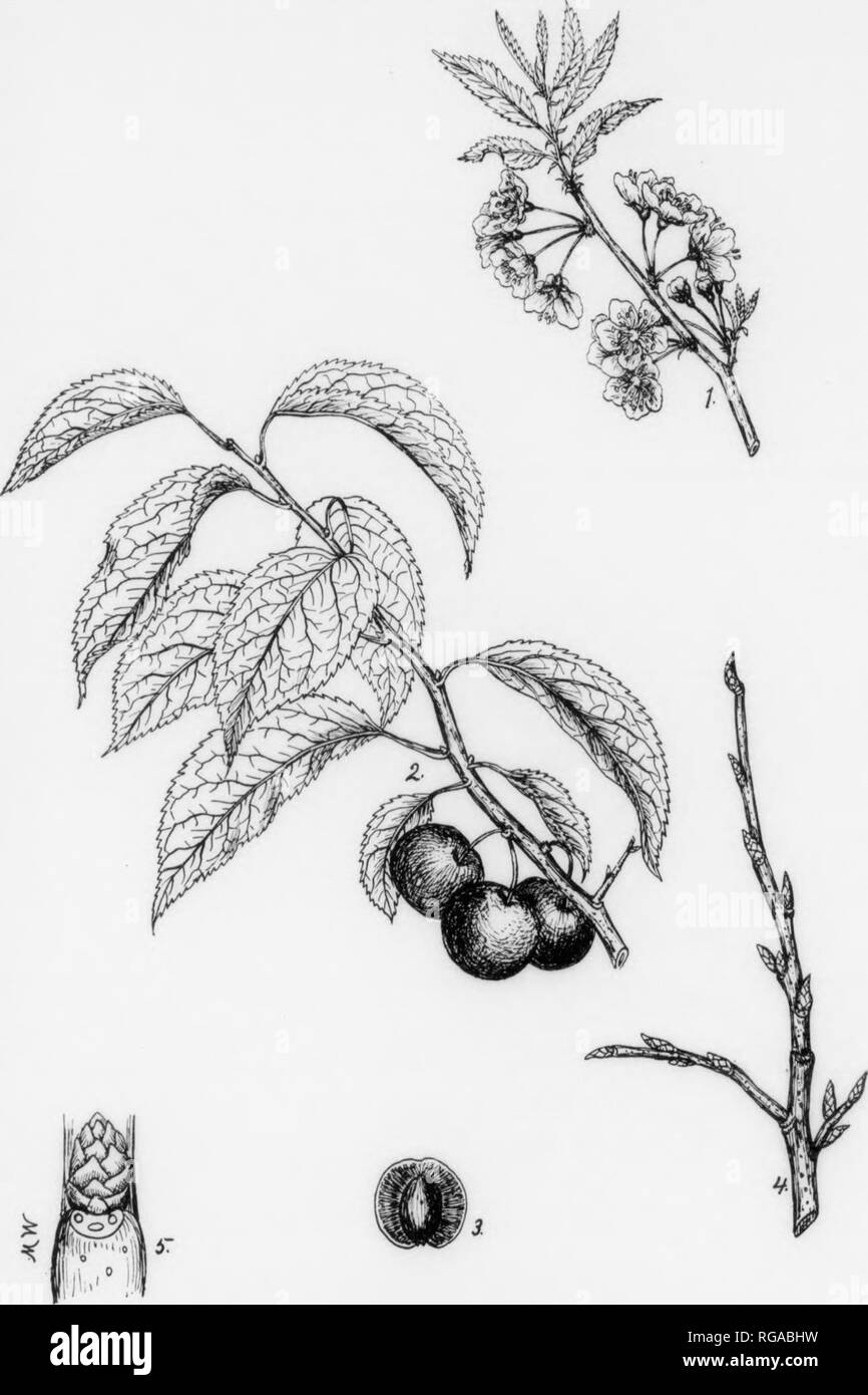 Amerikanische Wildpflaume Stockfotos Und Bilder Kaufen Alamy