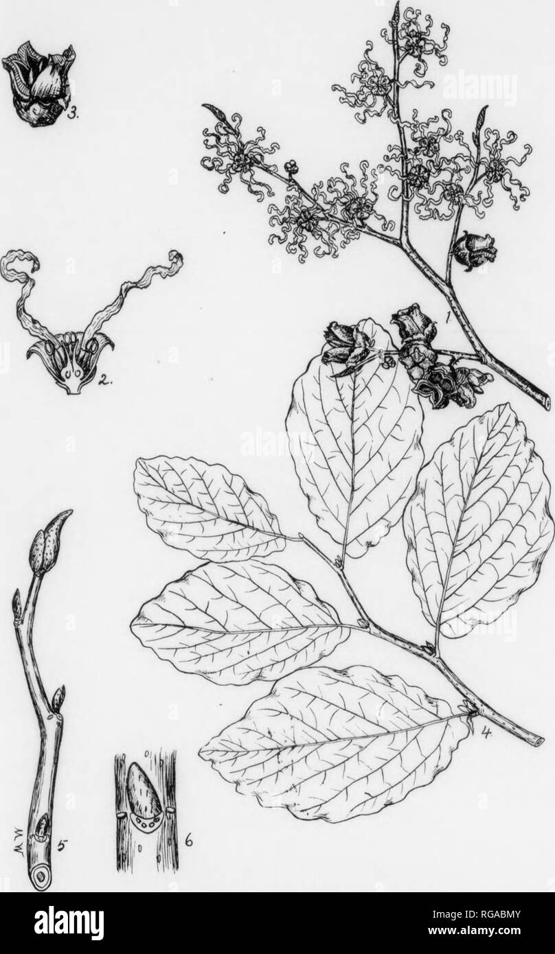 . Bulletin (Pennsylvania Abteilung der Forstwirtschaft), No. 11. Die Wälder und die Forstwirtschaft. 162 HEXE - HAZEL. Hamamelis virginiana, Linnaeus. TTAMTTV UND GATTUNG BESCHREIBUNG - die Hexe - hazel Familie. Hamamelidaceae enthält, von denen gefunden ii eustern Asien und 1 hier beschrieben, FC-m eine breite öffnen, Kopf, und gargles. weißen Lentizellen. Ich - ich eines Zoll lang. Seitlicher Knospen wenige und sehr klein. 1, oi Eine Inf&gt; hPR lone abgerundet oder manchmal Akute im Apex, Venen im Vordergrund. TFAFSCARS - Alternative 2 ordnete. halbrunden im Umriss mit einem erhöhten Rand, und enthalten 3 sfngfe oder ff^ Soind Bundle - Narben, die leichter sind c Stockfoto