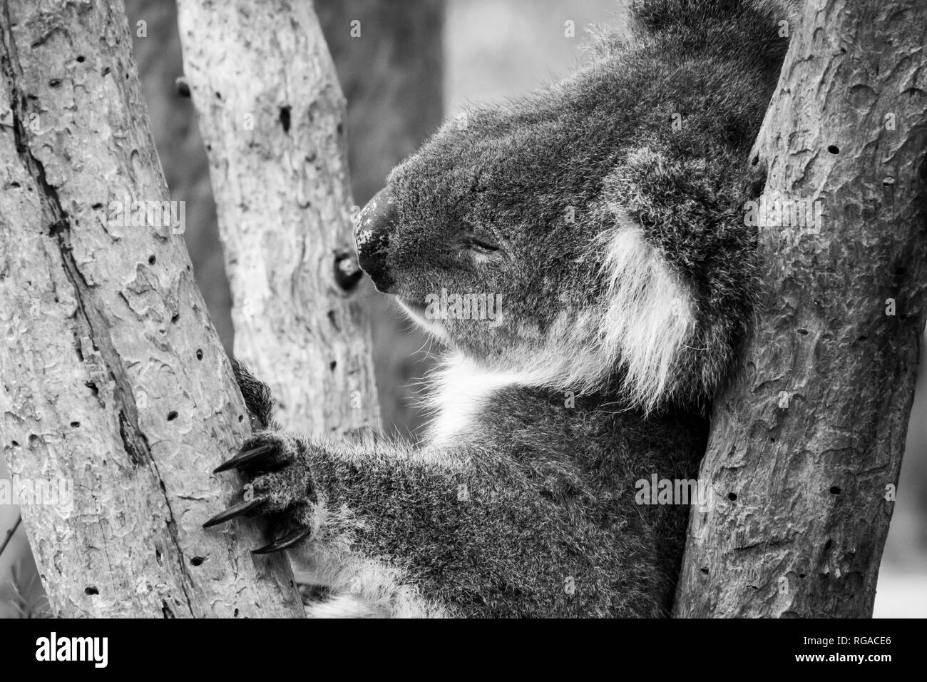 Schwarz und Weiß der Koalabär in Australien schlafen im Baum selbst Holding mit seinem schwarzen langen Krallen Stockfoto