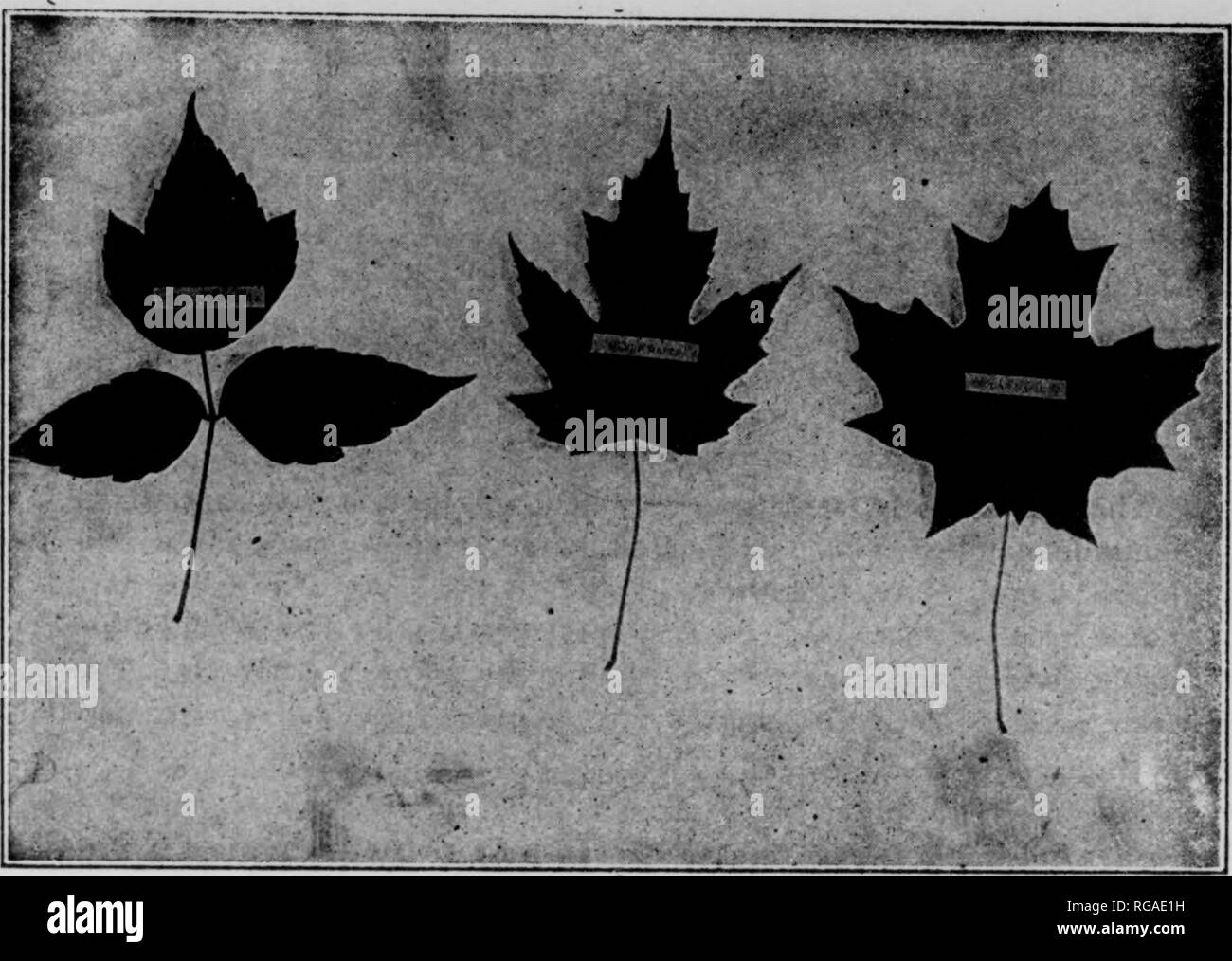 . Bulletin (Pennsylvania Abteilung der Forstwirtschaft), No. 25.-31. Wälder und Forstwirtschaft. k BLÄTTER VON DREI GEMEINSAMEN PENNSYLVANIA AHORNBÄUMEN. Zu Dicht: Esche Links-leaved Ahorn, Silver Maple, Sugar maple .. Bitte beachten Sie, dass diese Bilder sind von der gescannten Seite Bilder, die digital für die Lesbarkeit verbessert haben mögen - Färbung und Aussehen dieser Abbildungen können nicht perfekt dem Original ähneln. extrahiert. Pennsylvania. Abt. der Forstwirtschaft. Harrisburg, Pa.: Die Abteilung: WM. Stanley Ray, Drucker von Pennsylvania Stockfoto