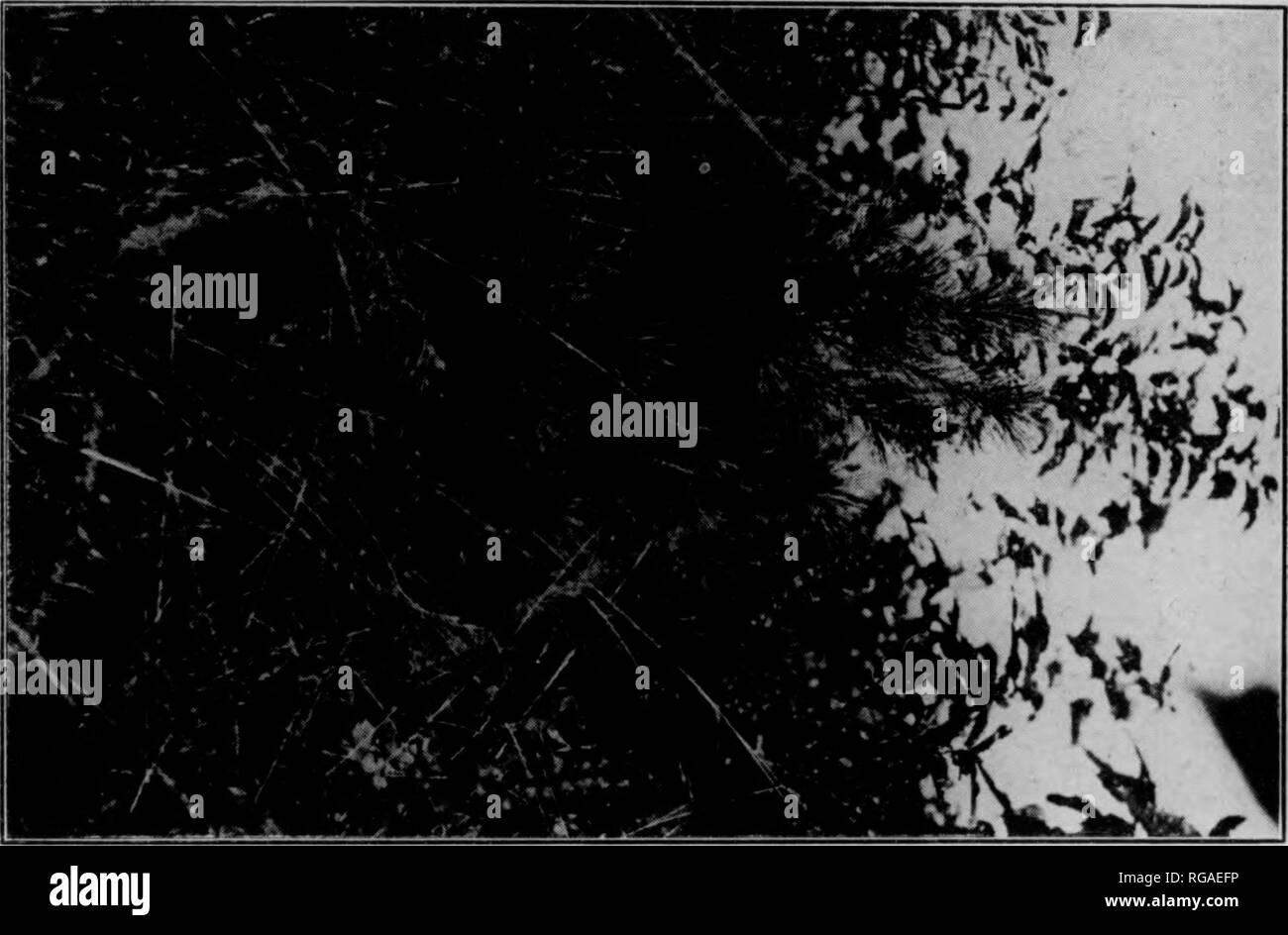 . Bulletin (Pennsylvania Abteilung der Forstwirtschaft), No. 14-16. Die Wälder und die Forstwirtschaft. 26 Tabelle Nr. 7. Höhe WACHSTUM OP Fichte und Douglasie in Plantagen. Beschreibung der Plantagen. Eine^e der Bäume von t^eed (Jahre). Die Fichte (Picea abies). Austin Für - est. Soilâred Schiefer. Website ursprünglich gezüchtet. Cul-tivated. Höhe 1.300 ft. AspectâS. B.3 yr Sämlinge 1910 gepflanzt. Abstand 4'x 4'. Stein für - est. Soilâsandy Lehm. Bürste landen. Höhe 1.130 ft. Aspekt "Nord-ern. 3 Vr. sämlinge Joh 1910 gepflanzt, in einem Abstand von 5'x5'. Jakob Nolde Es-Tate, Reading, PA. Soilâsandy lo Stockfoto