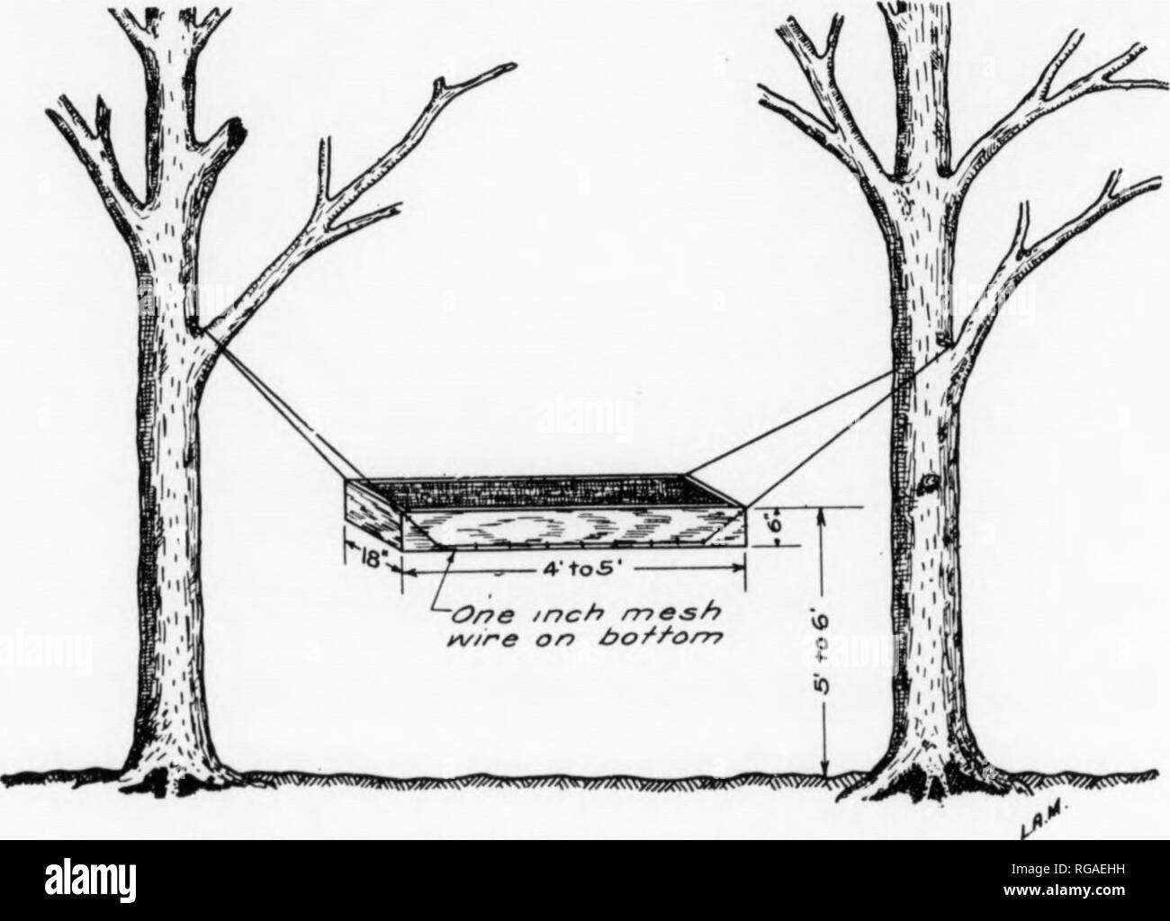 . Bulletin (Pennsylvania Game Commision), No. 11. Spiel Schutz; Vögel. und hing an einem Baum Wired- oder. Dieser Korb, in jeder konventionelle Patienten Größe, und mit Maiskolben gefüllt, Lias]) r() Ed lohnt als Feed - INJI: Station]) articnlarly in den zentralen und südlichen]) Kunst des Commonwealth, wo Schnee selten so tief wie werden refillinj^r den Korb mit Mais zu verhindern. Truthähne bereitwillig peck Mais aus den Maiskolben throuj ^h das Drahtgeflecht und s (| uirrels können den Korb ein. Arbeiten Sie die Kolben um beim nagen an den Mais, so Shell-n^nuich fällt auf den j^ Runde wo Es Accessi ist Stockfoto
