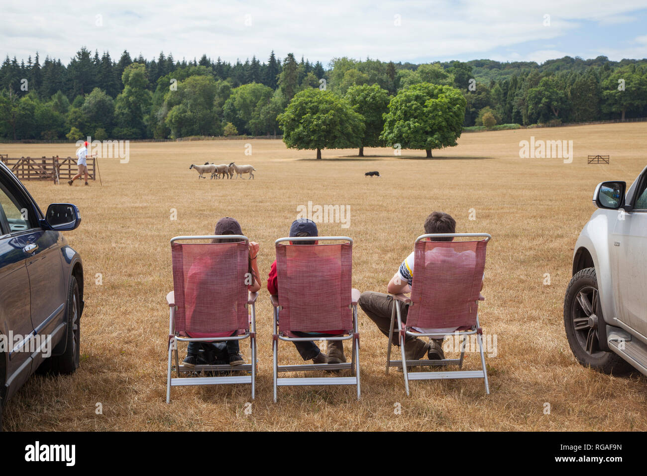 Drei junge Männer in den Liegestühlen beobachten sie die Schafe Hund Versuche an Hambleden in der Nähe von Henley-on-Thames, Oxfordshire Stockfoto