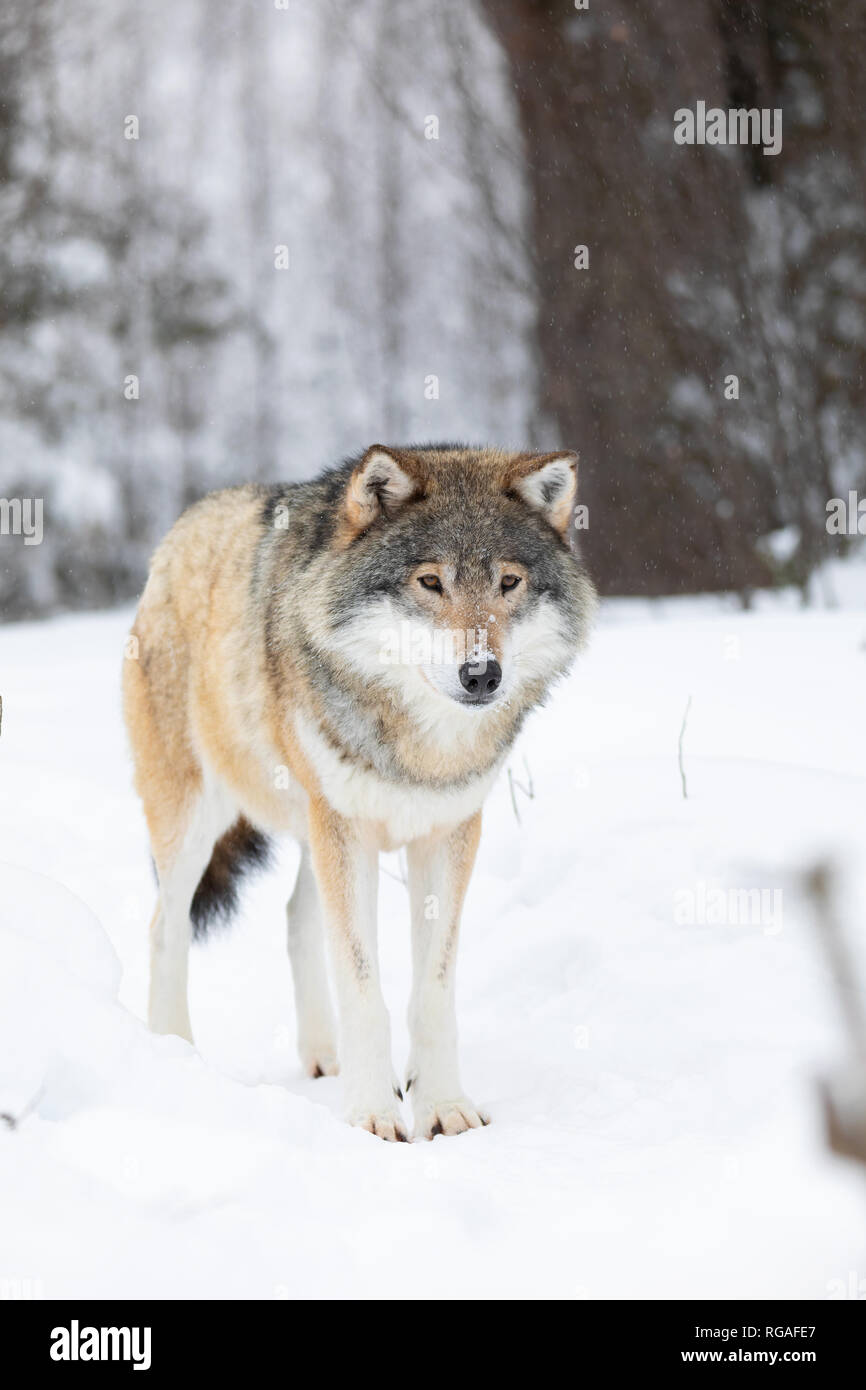 Wolf steht im Schnee im schönen Winter Forest Stockfoto