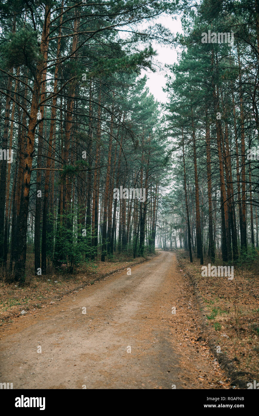 Leere Waldweg durch Pinien Stockfoto