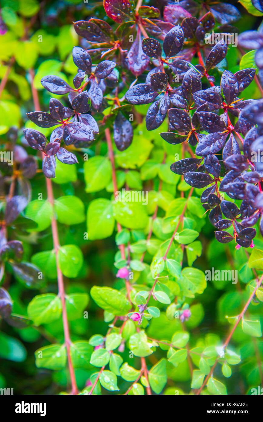 Grün und Lila Blätter. Stockfoto
