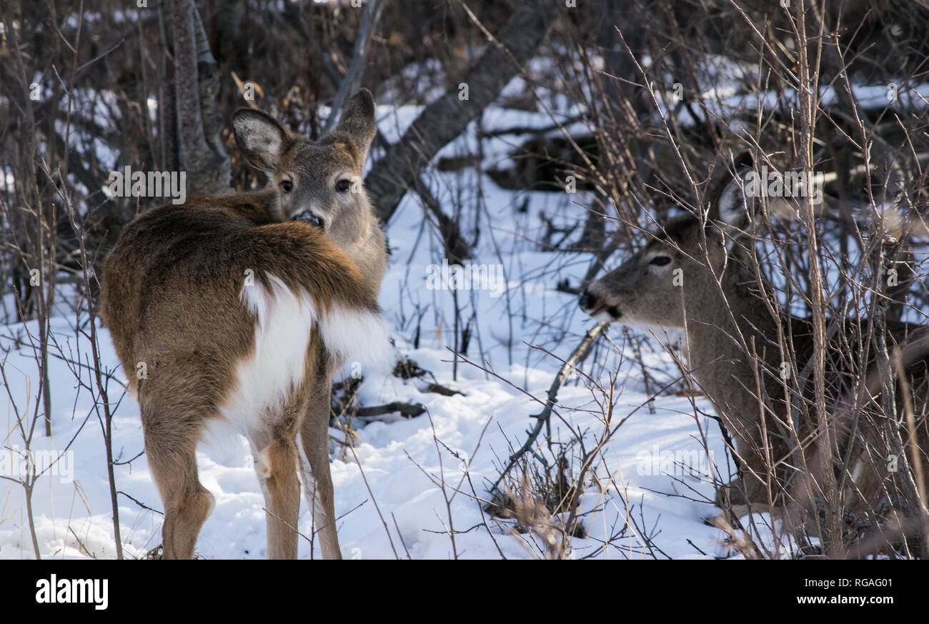 White tailed deer in sonniger Tag in städtischen Parks in Calgary. Stockfoto