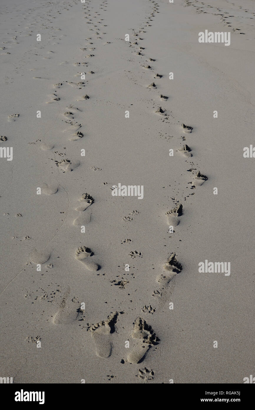 Hund und Mensch, Spuren im Sand, Playa de Famara, Lanzarote, Kanarische Inseln, Spanien Stockfoto