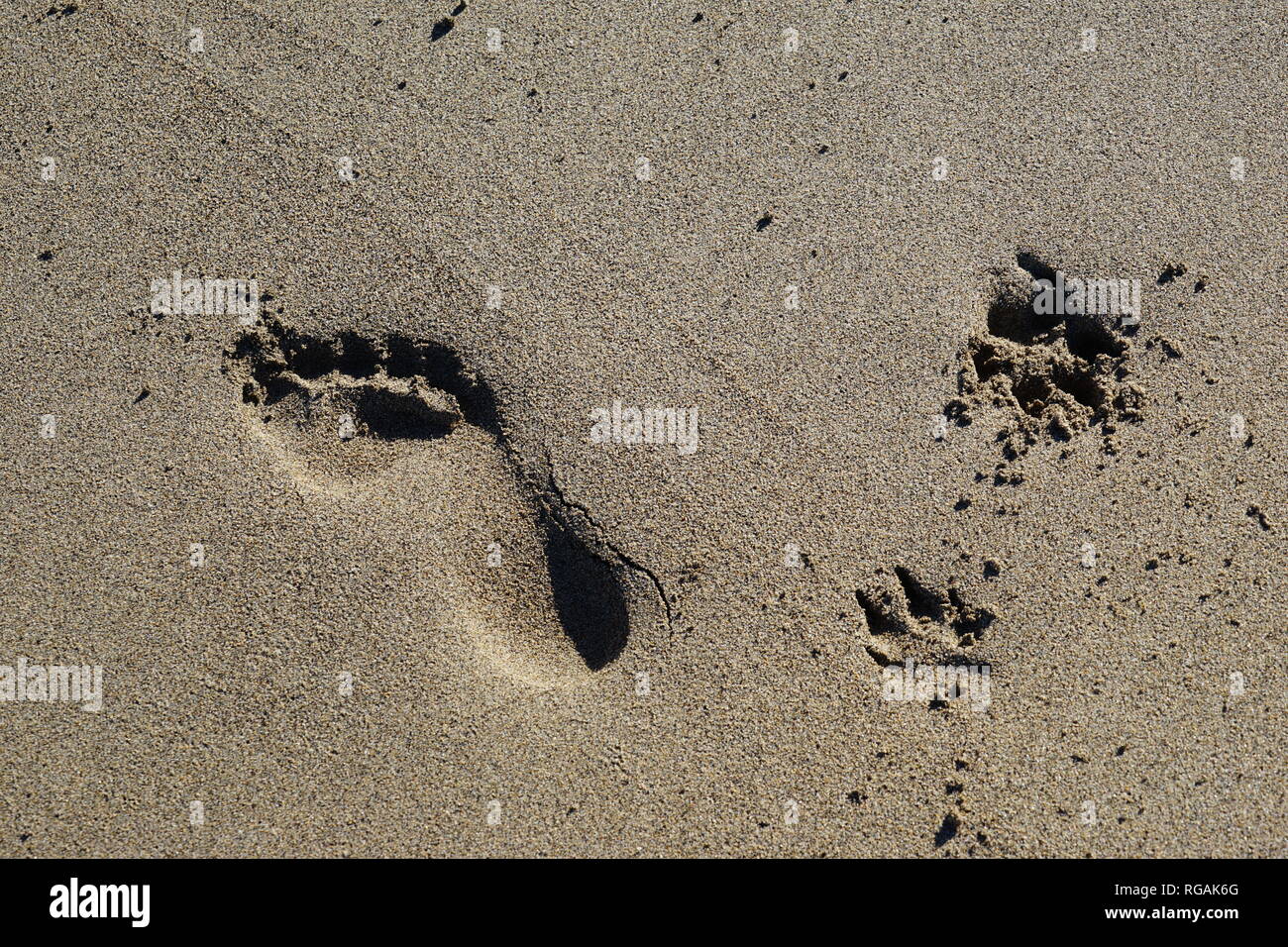 Hund und Mensch, Spuren im Sand, Playa de Famara, Lanzarote, Kanarische Inseln, Spanien Stockfoto