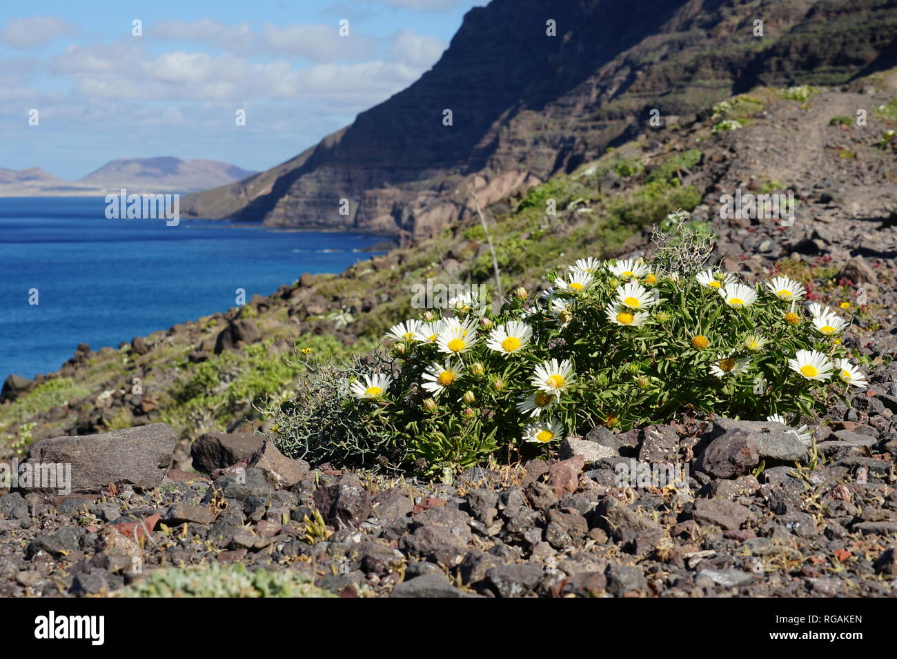 Asteriscus schultzii, Riscos de Famara, mit Blick nach La Graciosa, Lanzarote, Kanarische Inseln, Spanien Stockfoto