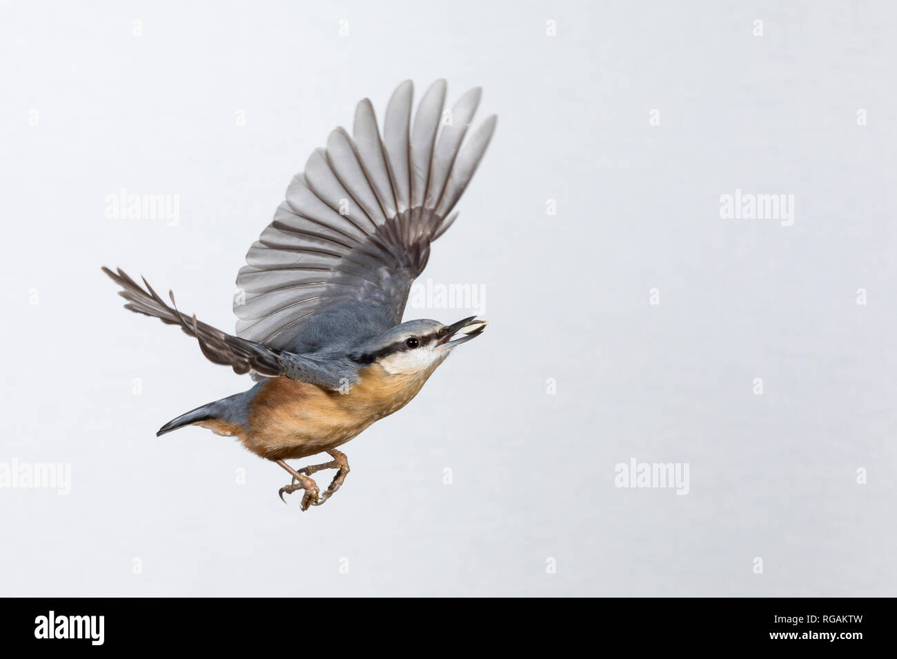 Kleiber, Spechtmeise, im Flug, Flugbild, fliegend, mit Vogelfutter im Schnabel, Sitta europaea, Kleiber, Eurasischen Kleiber, Holz Kleiber, Flug, Fl Stockfoto
