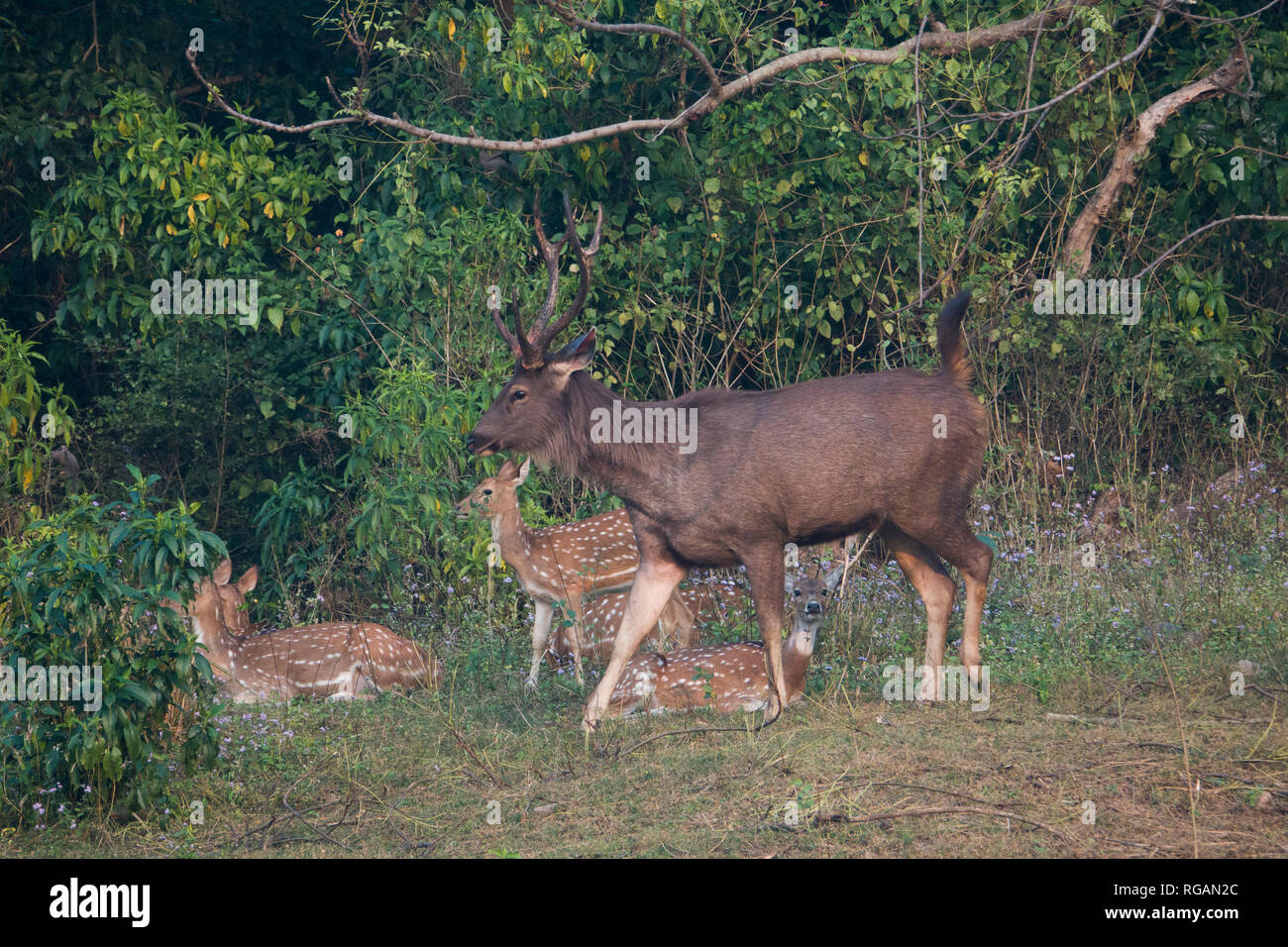 Großen sambar Hirsche Spaziergänge Vergangenheit Spotted Deer im Rajaji Nationalpark in Uttarakhand, Indien Stockfoto