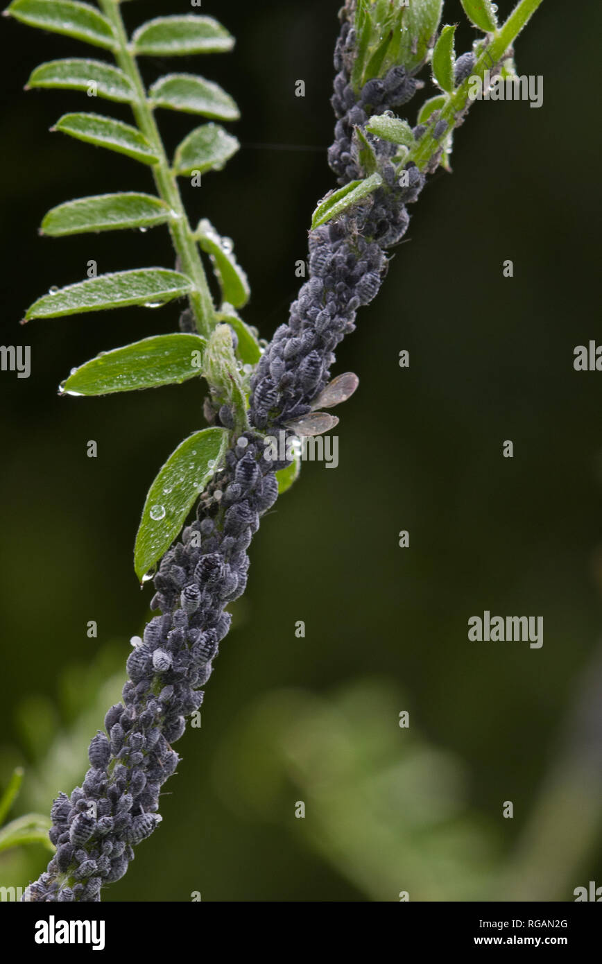 Schwarze Bohne Blattläuse Fütterung auf die stammzellen von Bush vetch Stockfoto
