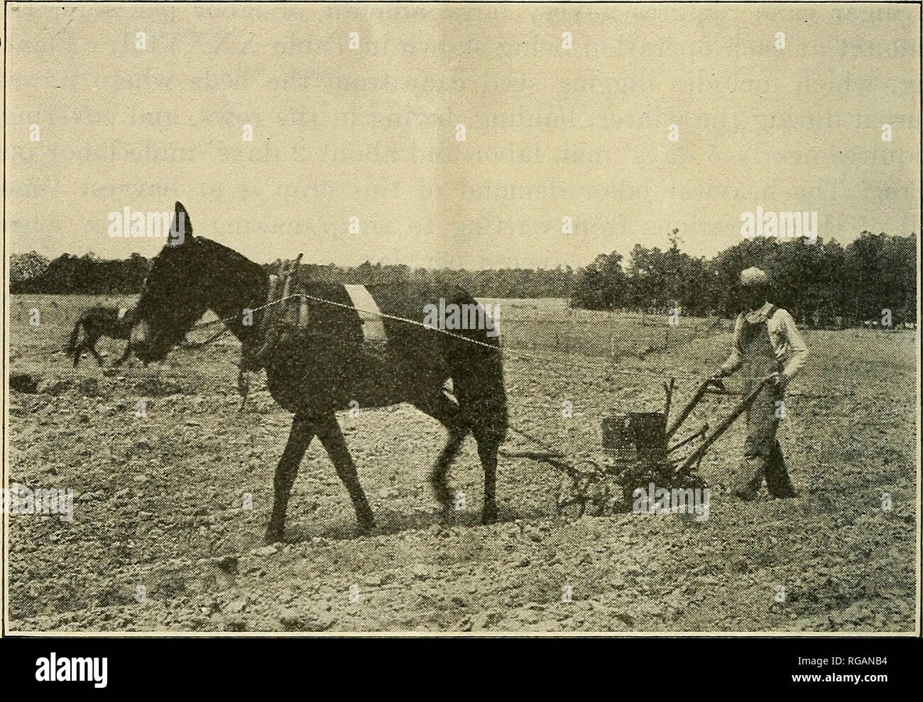 . Bulletin der US-Landwirtschaft. Landwirtschaft Die Landwirtschaft. 24 BULLETIjST961, ES. S. Abteilung von AGElCtfLTtfUE. Tabelle XXXIX. - Bepflanzung coirpeas. Methode. Breite der Zeile. Crew. Anzahl der Re-Ports. Durchschnittliche Hektar pro Tag. Morgen berichtet Männer. Maultiere. Am häufigsten. In den Zeilen: 2 Jfeet 1 1 10 13 10 4,87 5,69 33,50 5 (5 Berichte). Die 3 Füße 6 (8 Berichte). Broadcast: Broadcast 1 Streuung.. Abb. 7.- Ein Mann und eine mule Erbsen mit einem. Baumwolle Pflanzmaschine. Die Zeilen wurden zuvor ein Stier Zunge Vith. Ungefähr ein Mann in drei Pflanzen von Hand. Es wird festgestellt, dass die Rate der Stockfoto