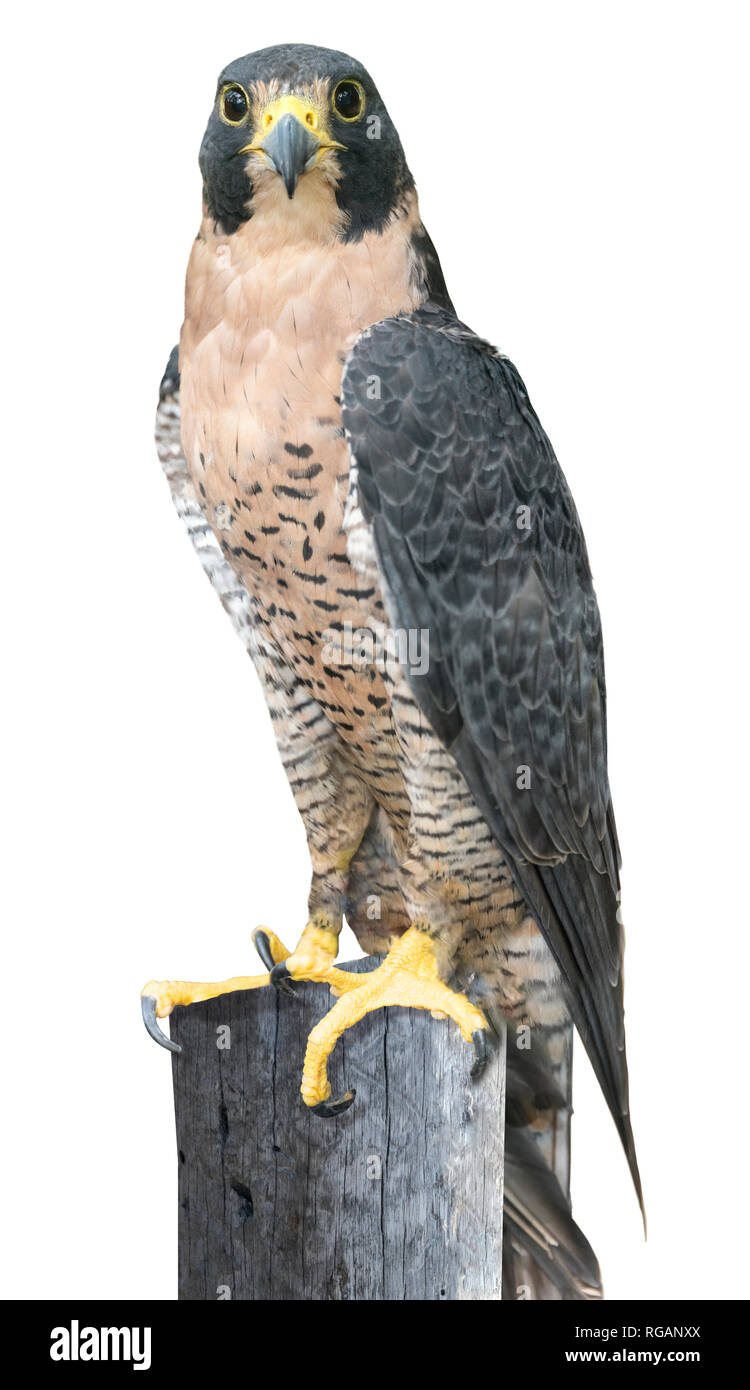 Wanderfalke (Falco Peregrinus) Stockfoto