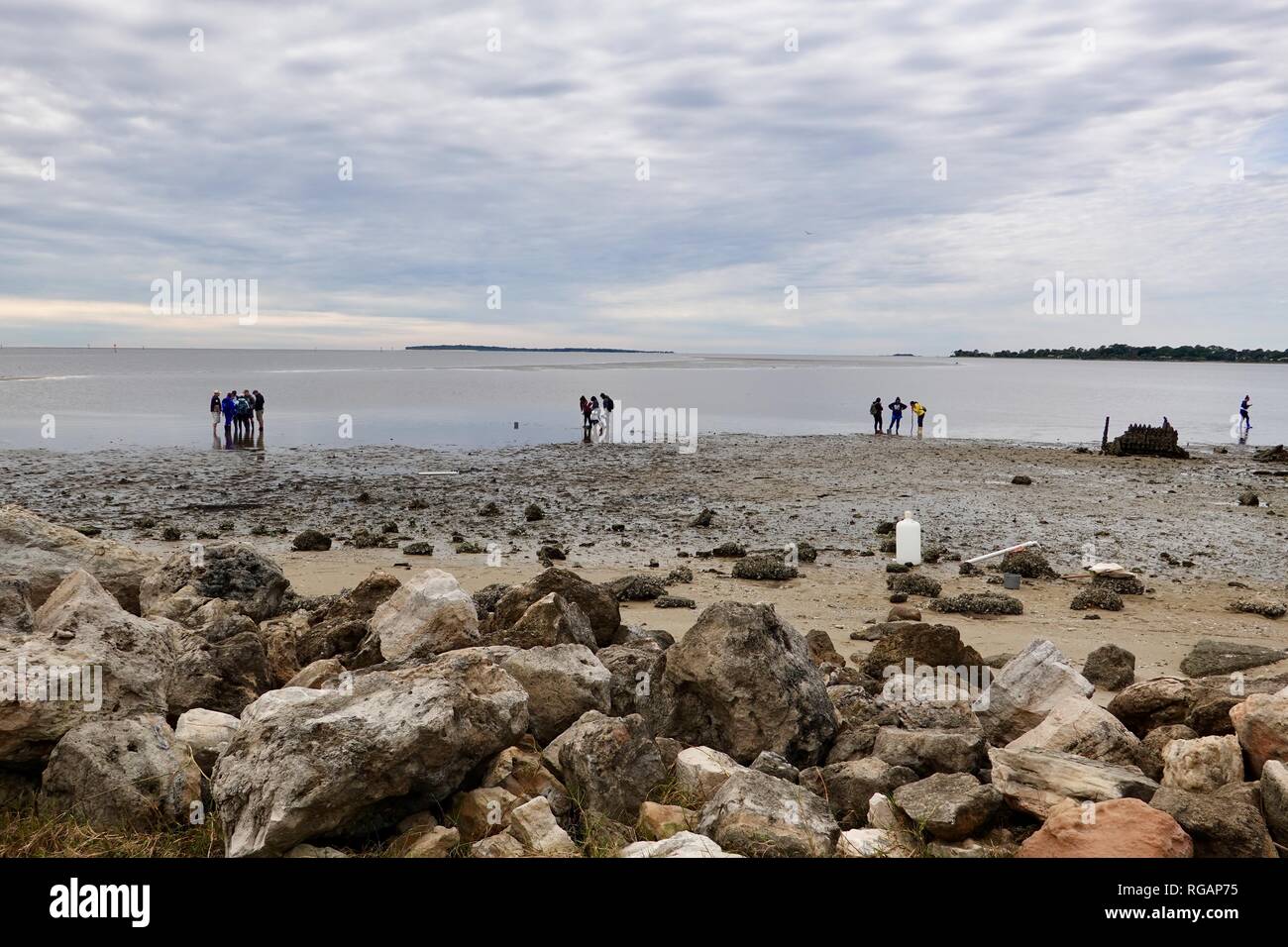 Erwachsene Studenten Studium der Meeresbiologie, an der Küste des Golfs von Mexiko in Cedar Key, Florida, USA. Stockfoto