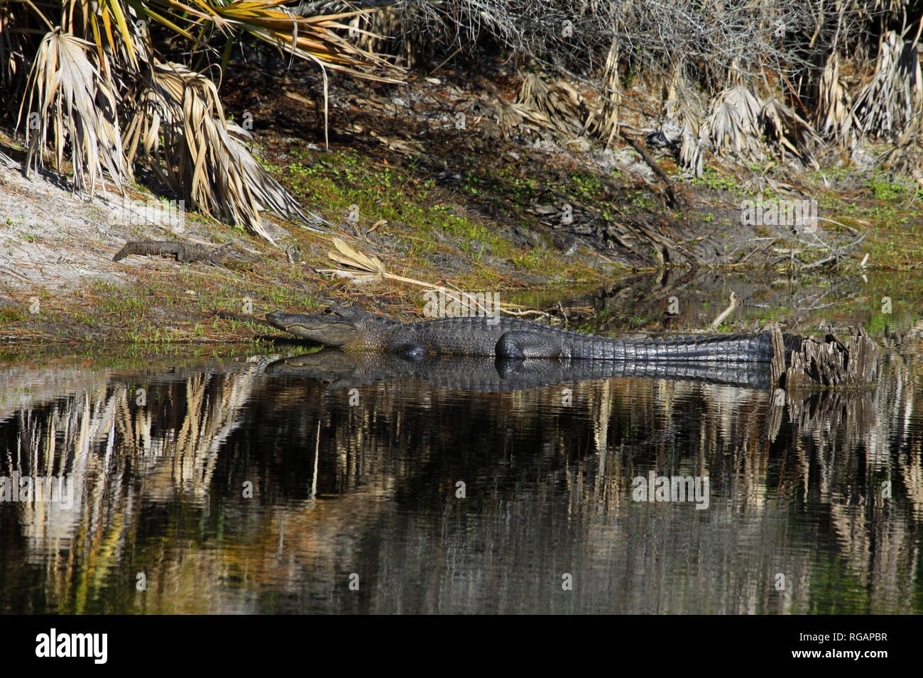 Alligatoren der Okefenokee Swamp in Georgien Stockfoto