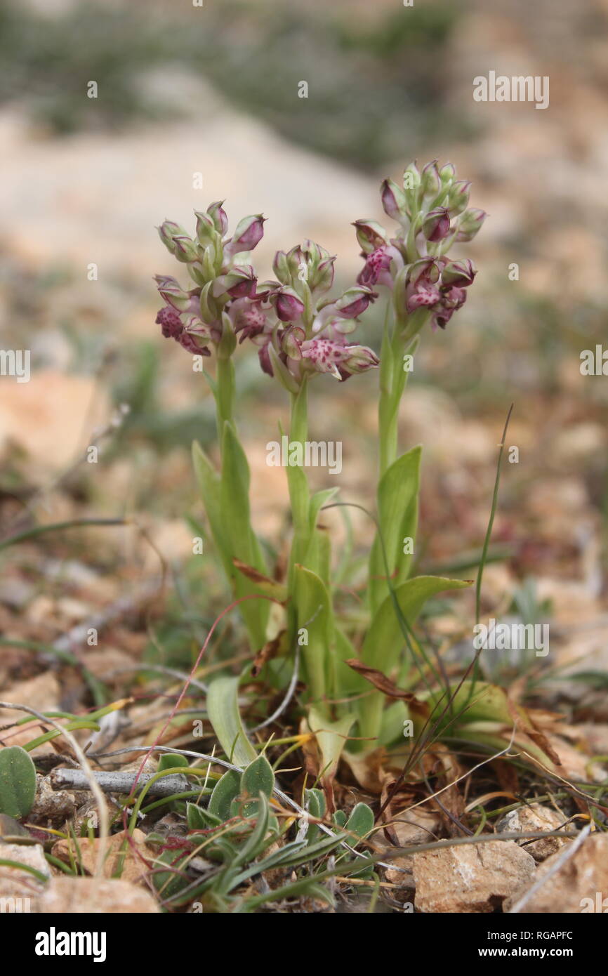 Blühende Anacamptis fragrans in der Nähe von Mellieha, Malta Stockfoto