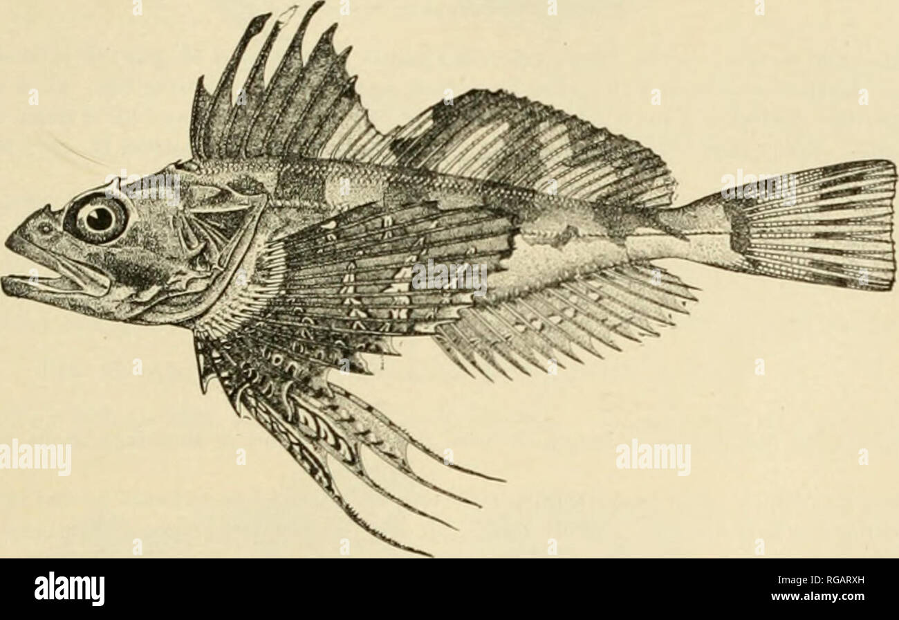 . Bulletin der United States Fish Kommission. Fischerei -- United States; Fisch - Kultur - Vereinigte Staaten. Abb. 59.- Elanura forflcata Qilbert. 121. Melletes papilio Bean. Ursprünglich von Bean beschrieben (1880) von Si. Paul, Pribilof Gruppe. Ii ha-net da.. Abb. 60.- Mplletcs papilio Bean. 122. Hemilepidotus jordani Bean. Irisli Herrn. Sehr praktisch überall reichlich entlang der Küste Alaskas. Die Sammlung enthält Proben aus den folgenden Gemeinden: Shumagin Inseln; Stationen 4268 und 4270, in Afognak Bucht; Stationen 4283 und 4285, in Chignik Bucht; Station 4 l'! H, in Sh Stockfoto