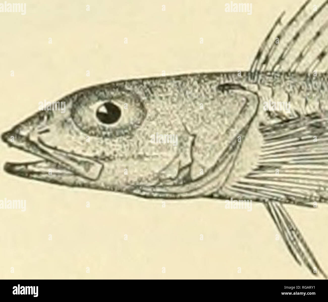 . Bulletin der United States Fish Kommission. Fischerei -- United States; Fisch - Kultur - Vereinigte Staaten. Abb. 57. - Sterniaa xenostethus (Gilbert). 118. Sternias xenostethus (Gilbert&gt;. Wir haben zwei Exemplare. 2,5 und 4,25 Zoll lang, dieser seltenen Spezies, von der Albatros gesichert am Bahnhof 3599, im Beringmeer. Nur die Art, eine Probe 1,5 Zoll lang, hat bisher bekannt. Dies wurde durch Gilbert l L 895 beschrieben) vom Albatross station 3220, nördlich von unalaska Island.. S^p™,,^ Abb. 58.- Priooistius maceilus Bean. 119. Prionistius rnacellus Bean. Aufgezeichnet von Stationen 3214,: "2. Stockfoto