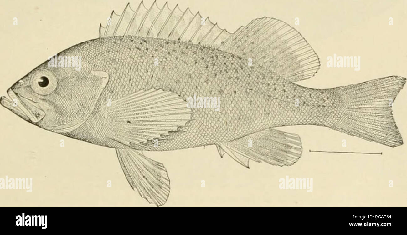 Bulletin Der United States Fish Kommission Fischerei United
